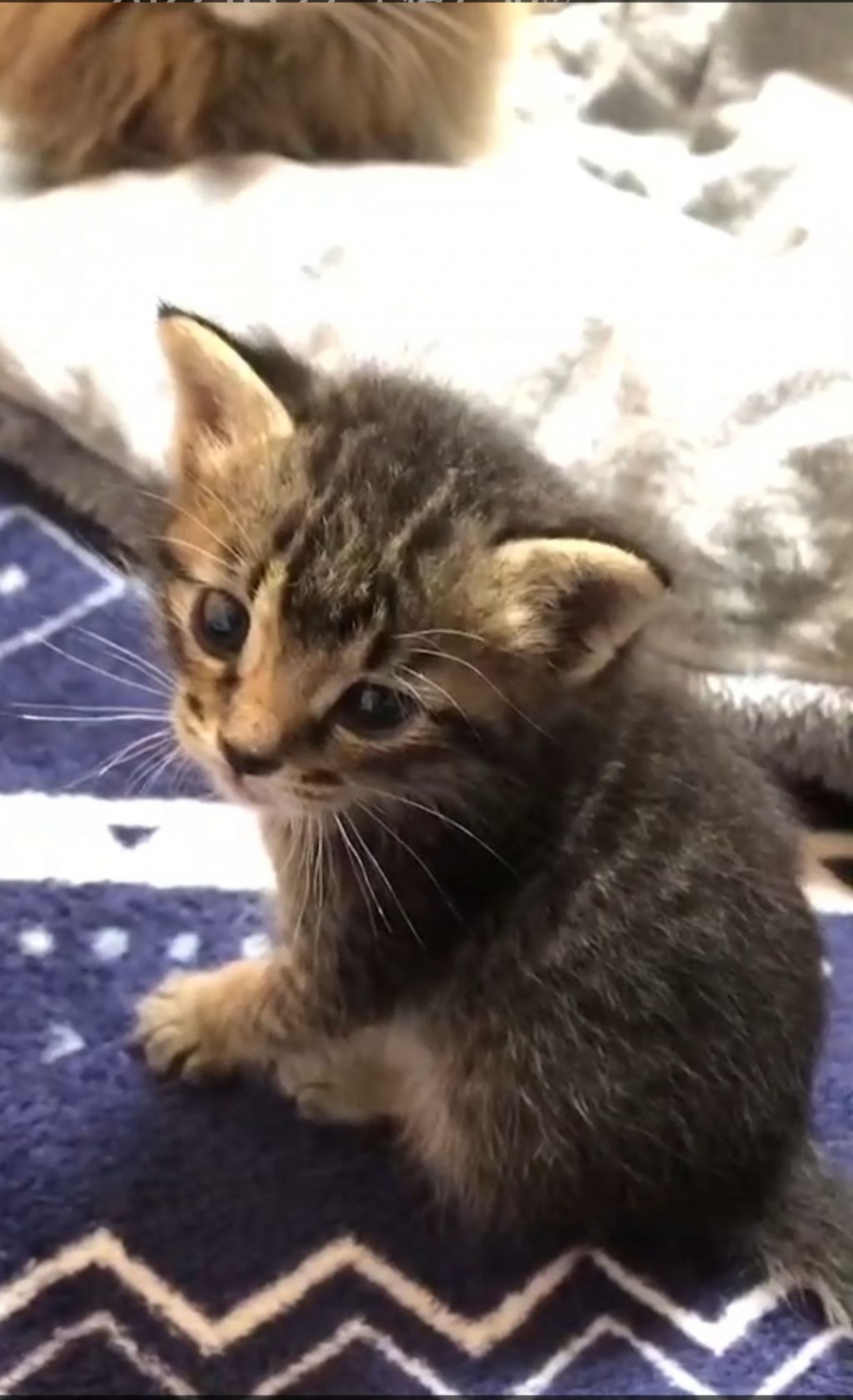 雑種（ミックス猫）・オスの里親募集の写真