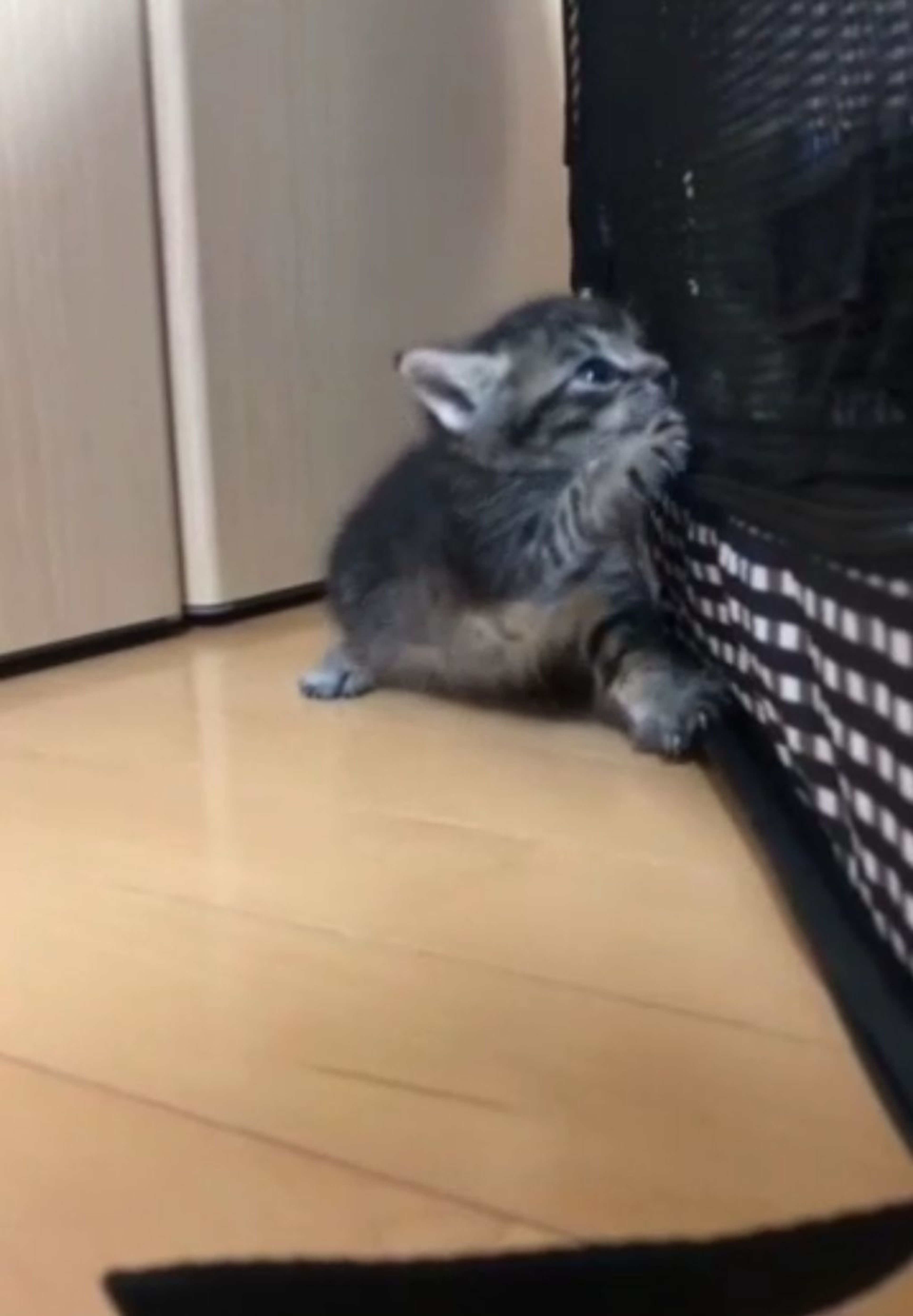 pet-image-4
