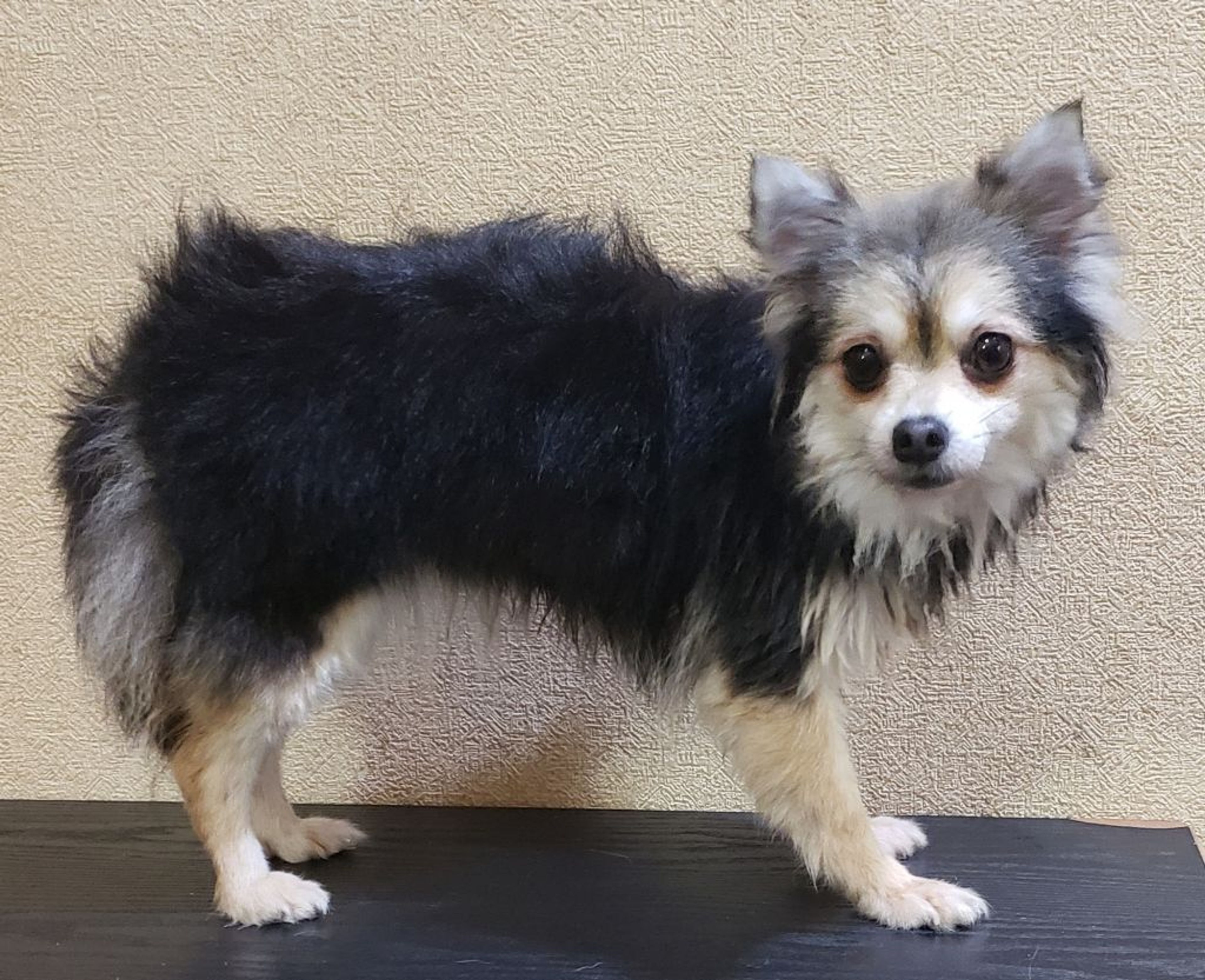 雑種（ミックス犬）・メスの里親募集の写真