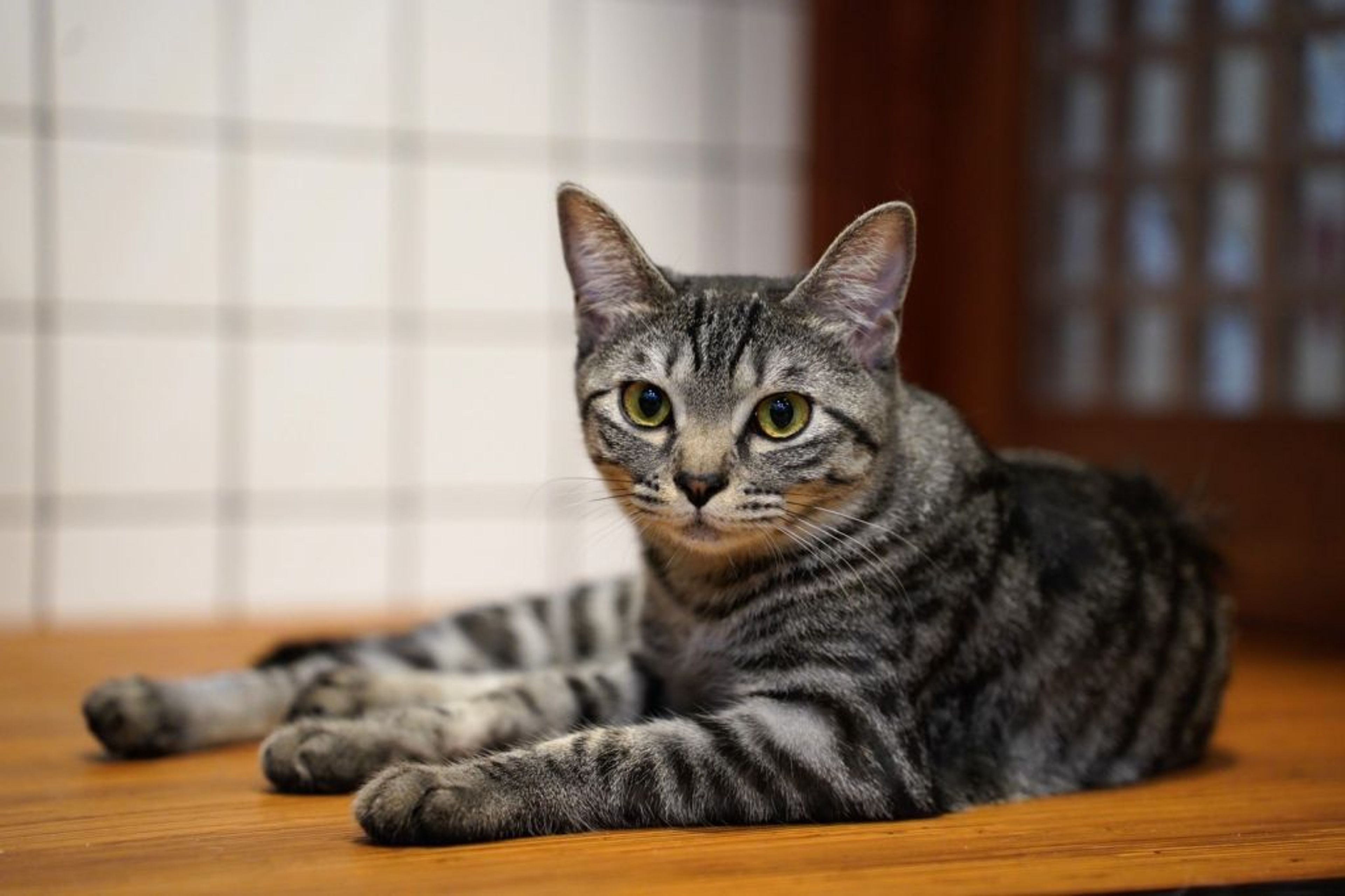 雑種（ミックス猫）・メスの里親募集の写真