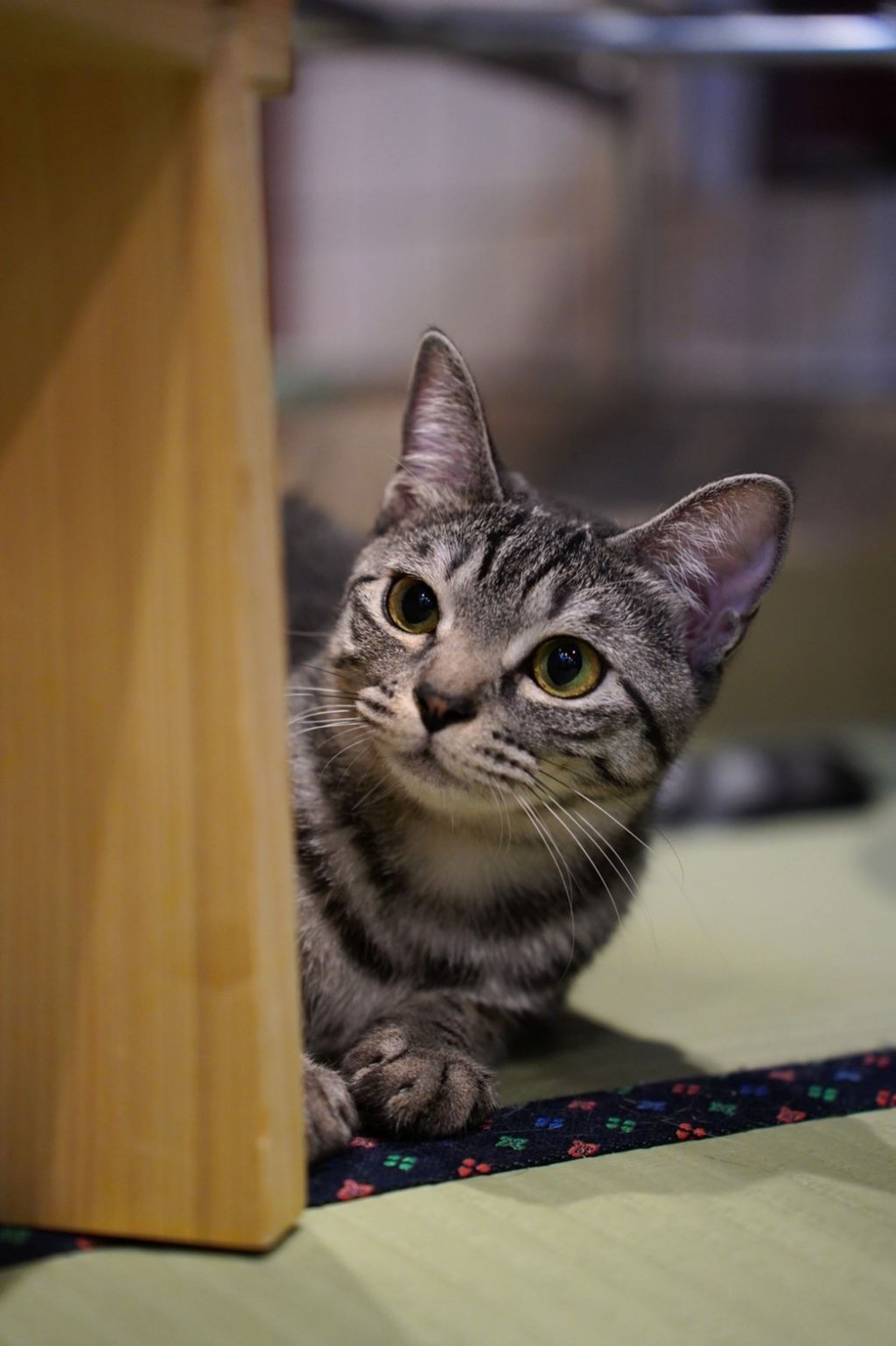pet-image-2