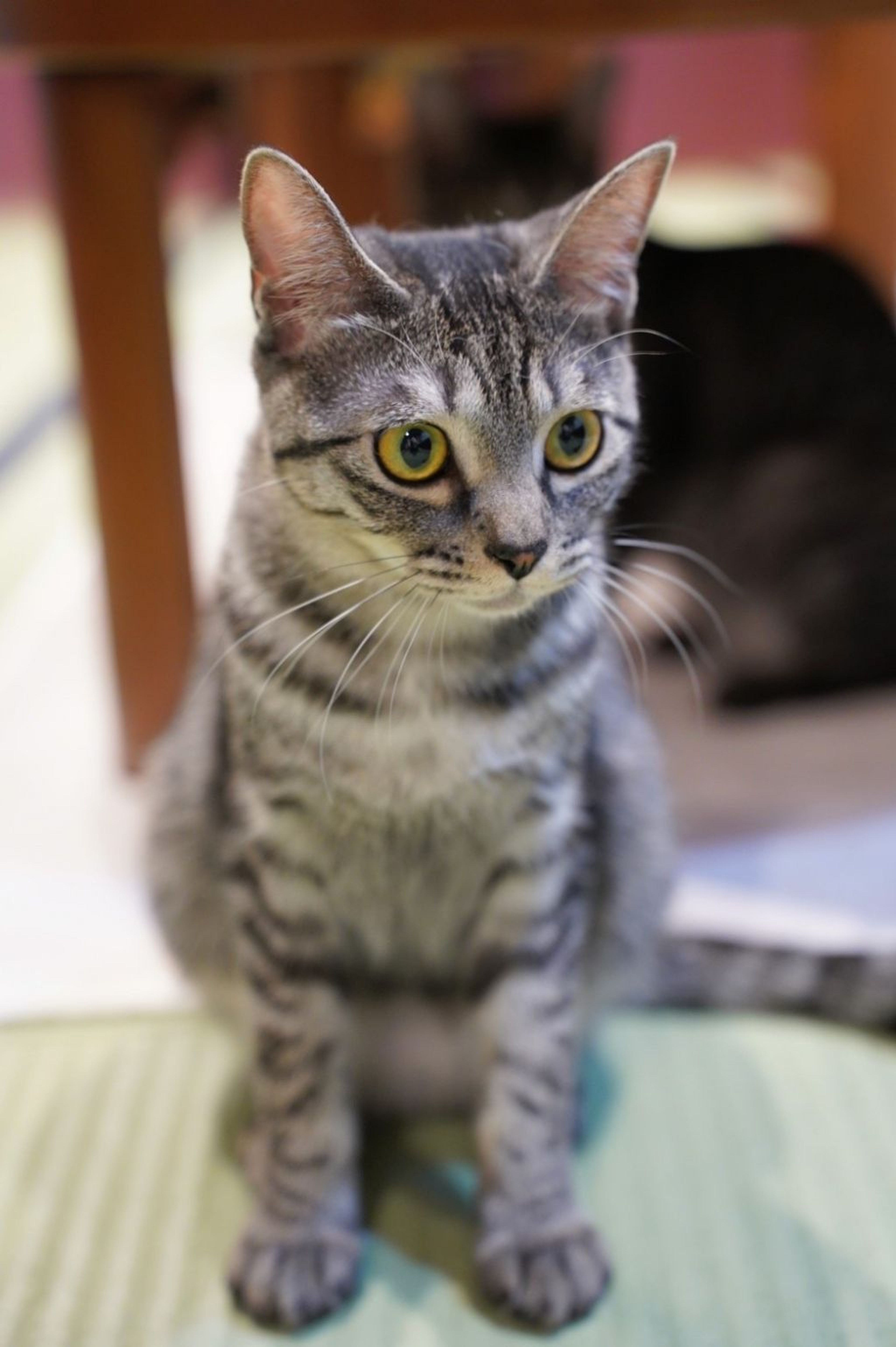 pet-image-4