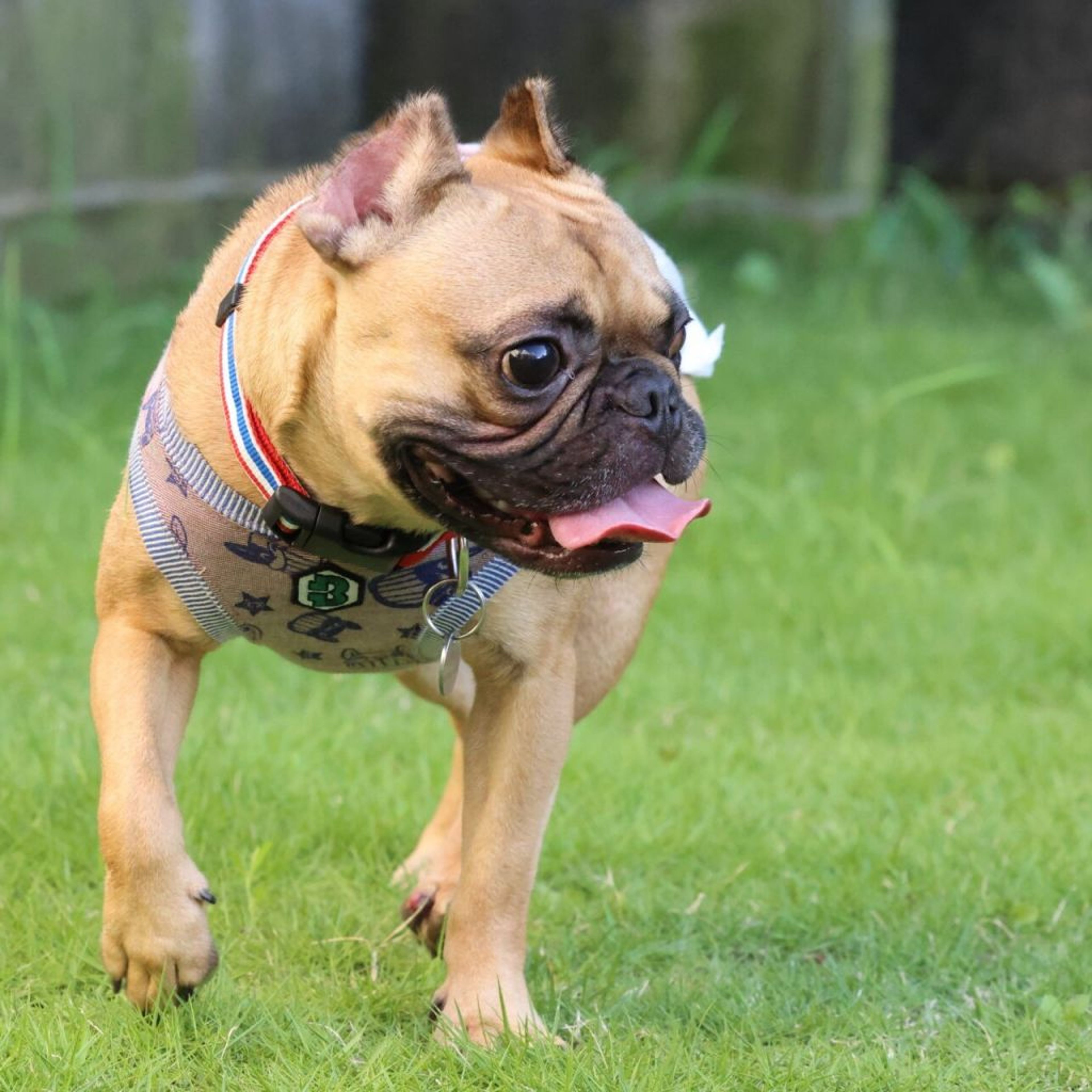 pet-image-2