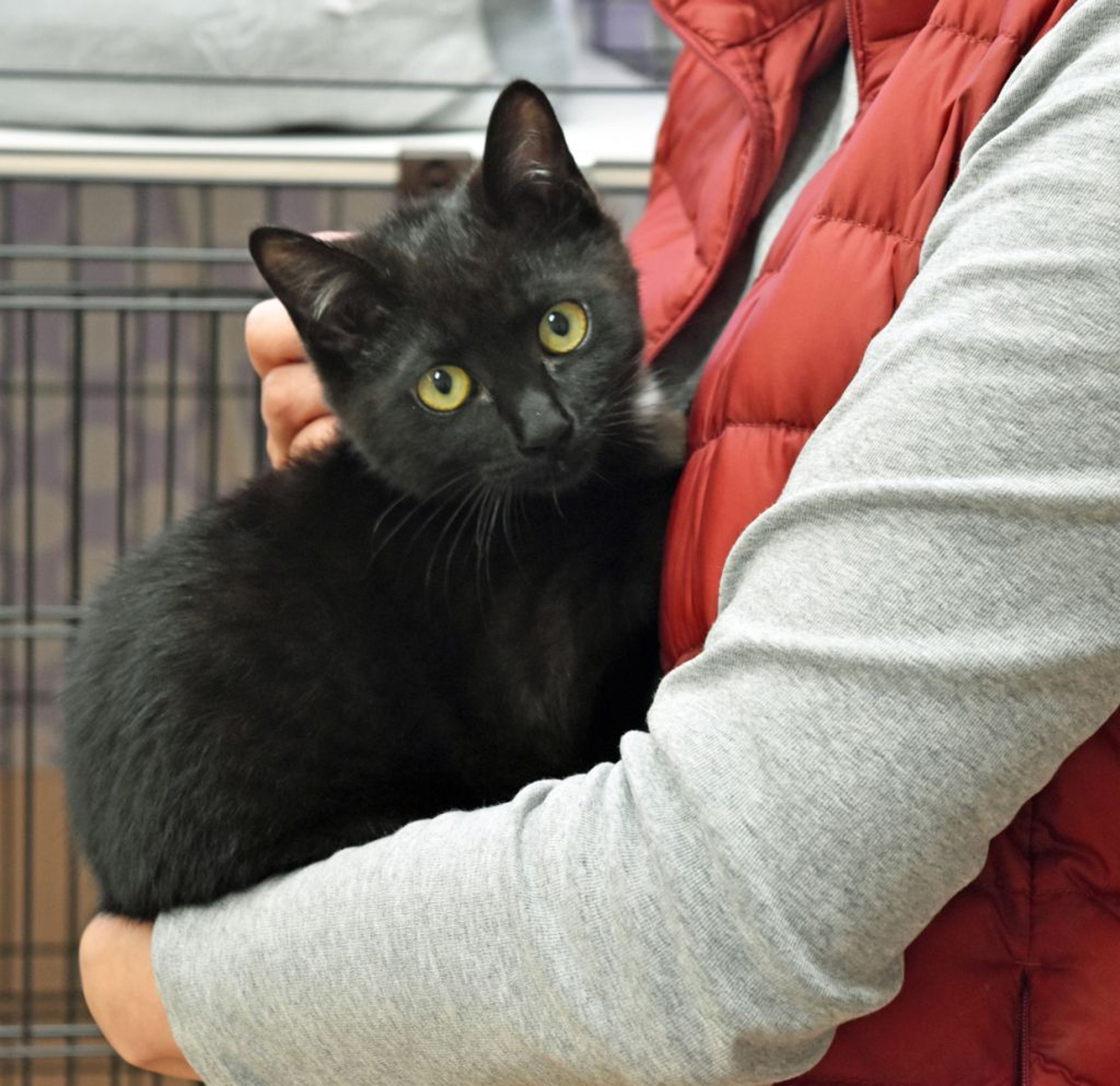 pet-image-2