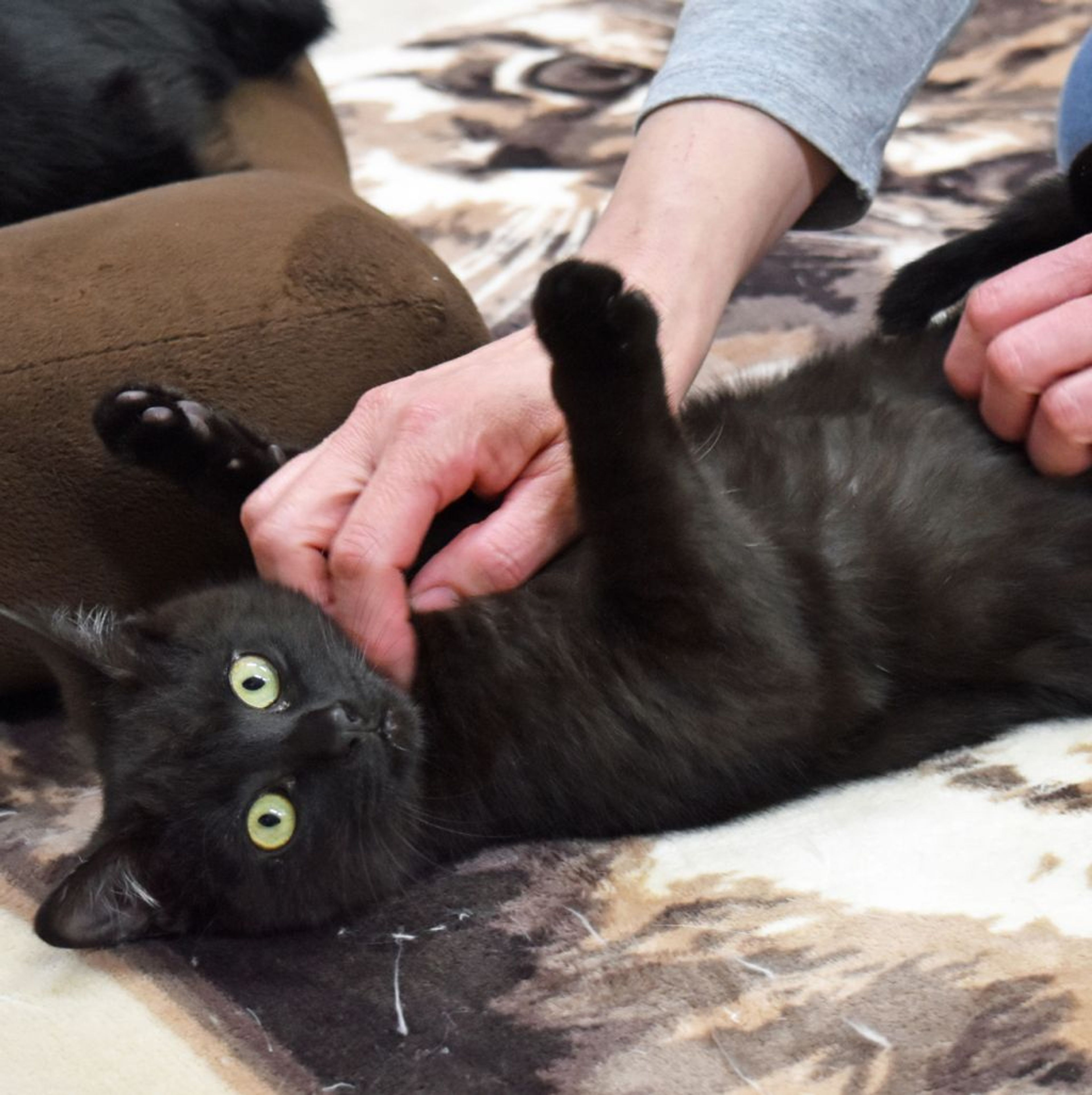 pet-image-3