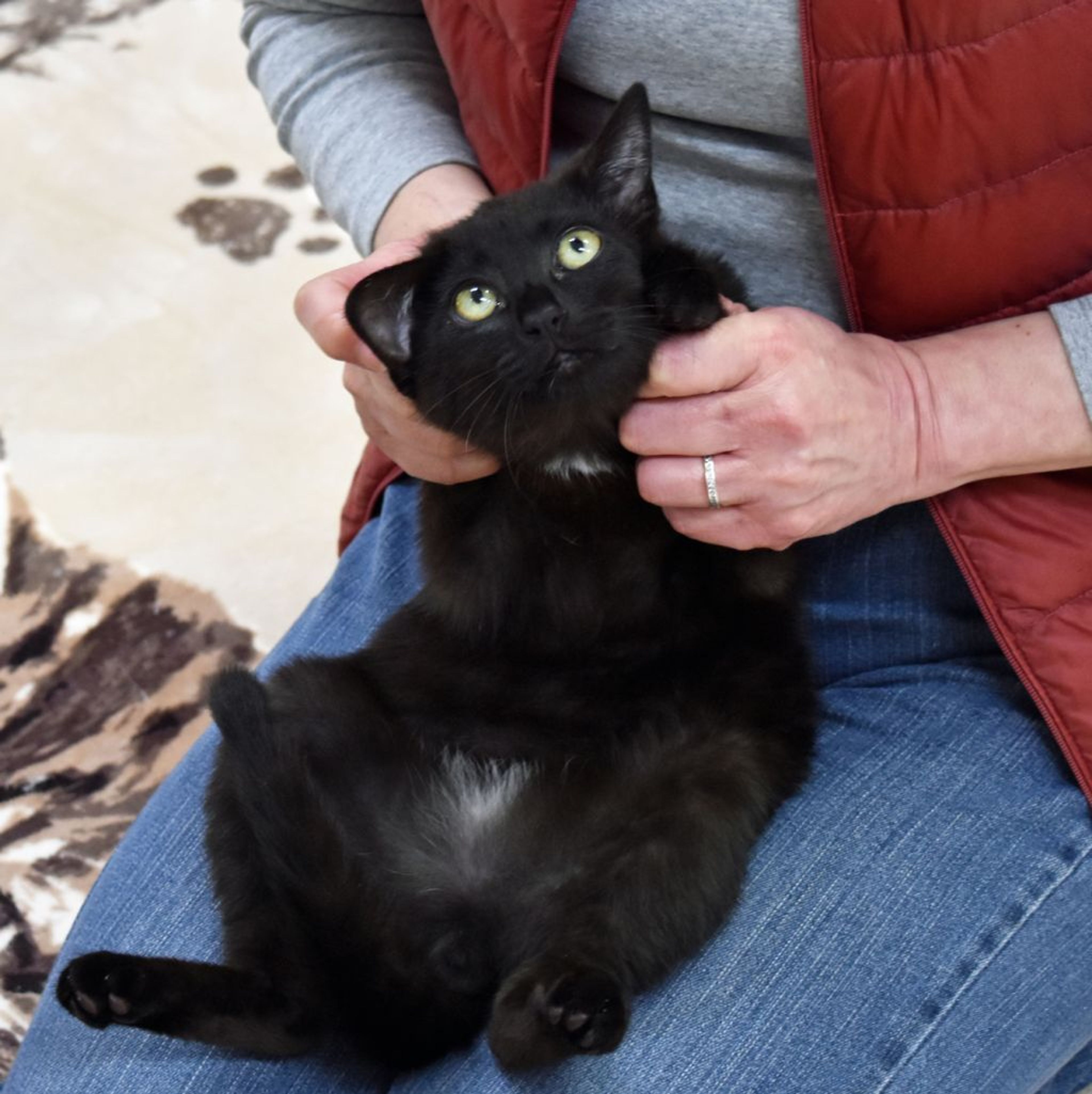 pet-image-4