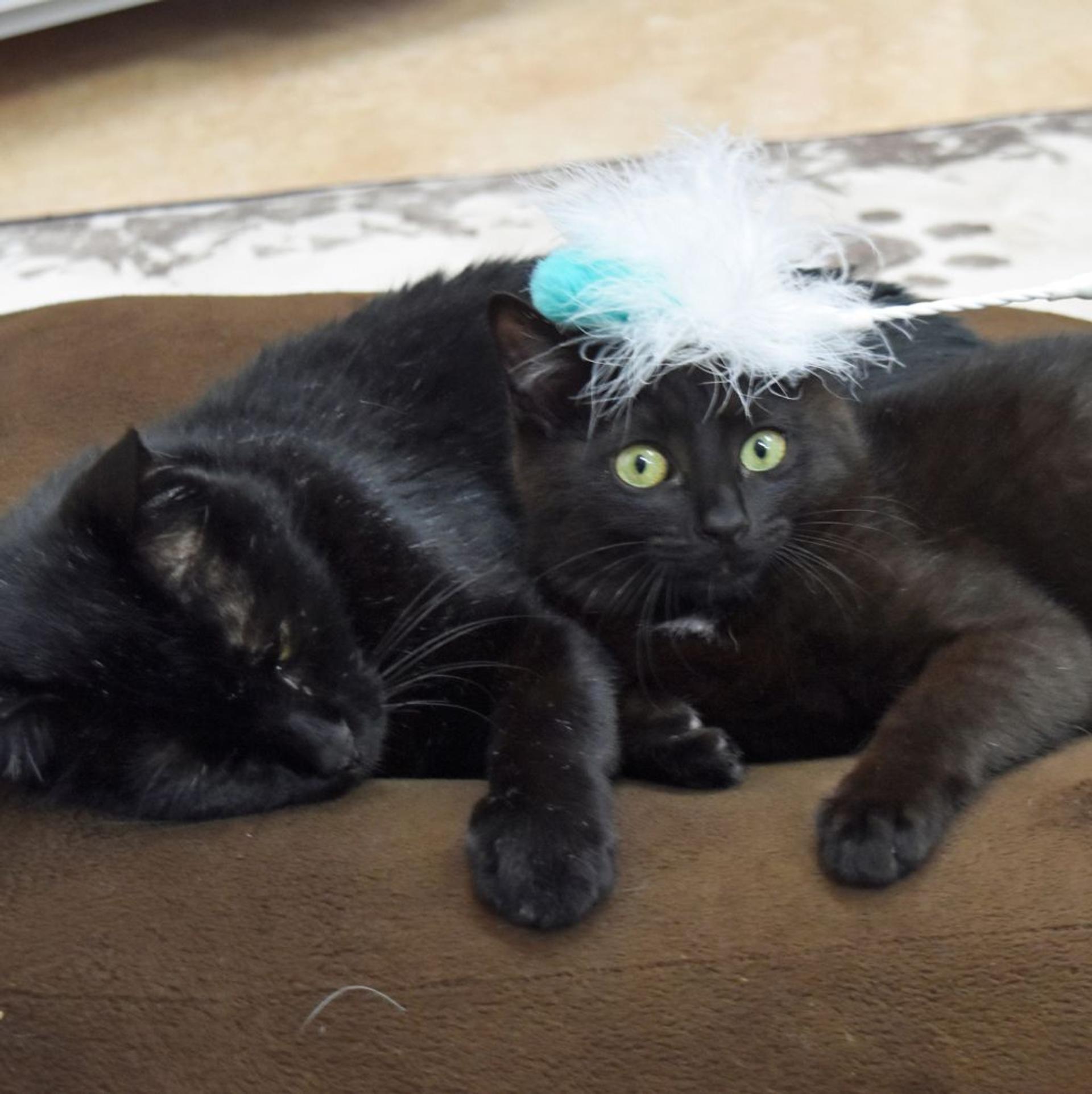 pet-image-5