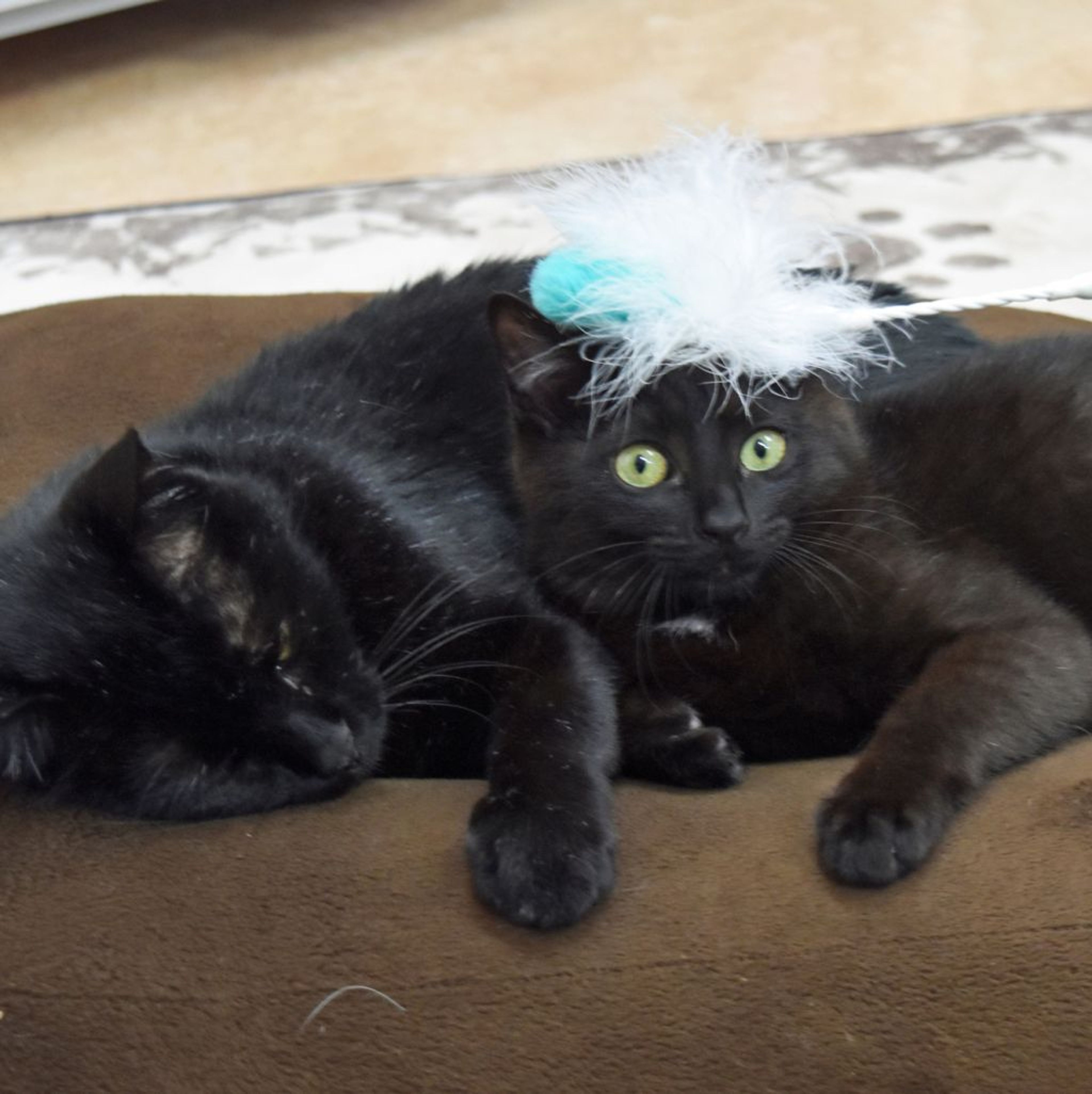 pet-image-5
