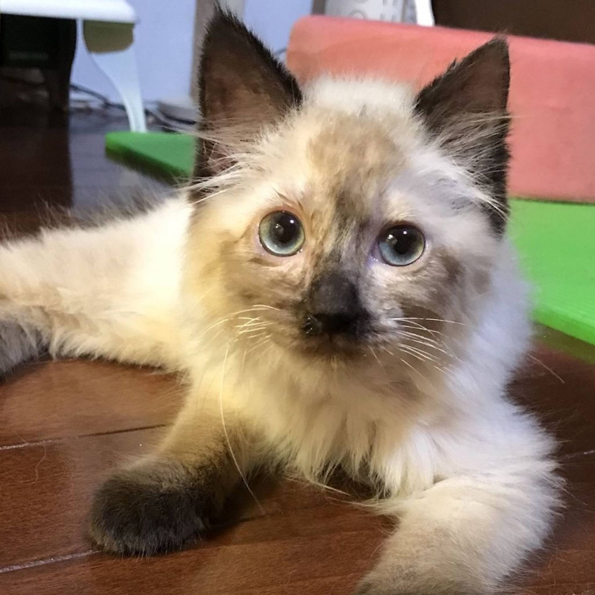 雑種（ミックス猫）・メスの里親募集の写真