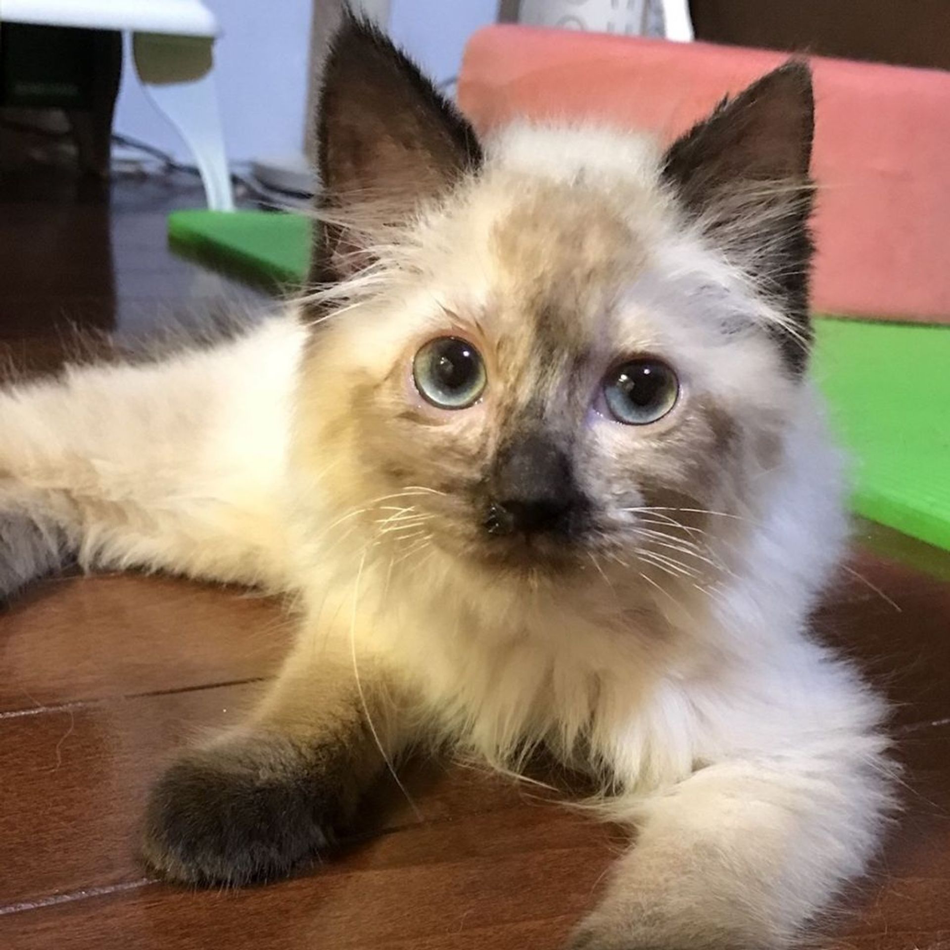 雑種（ミックス猫）・メスの里親募集の写真