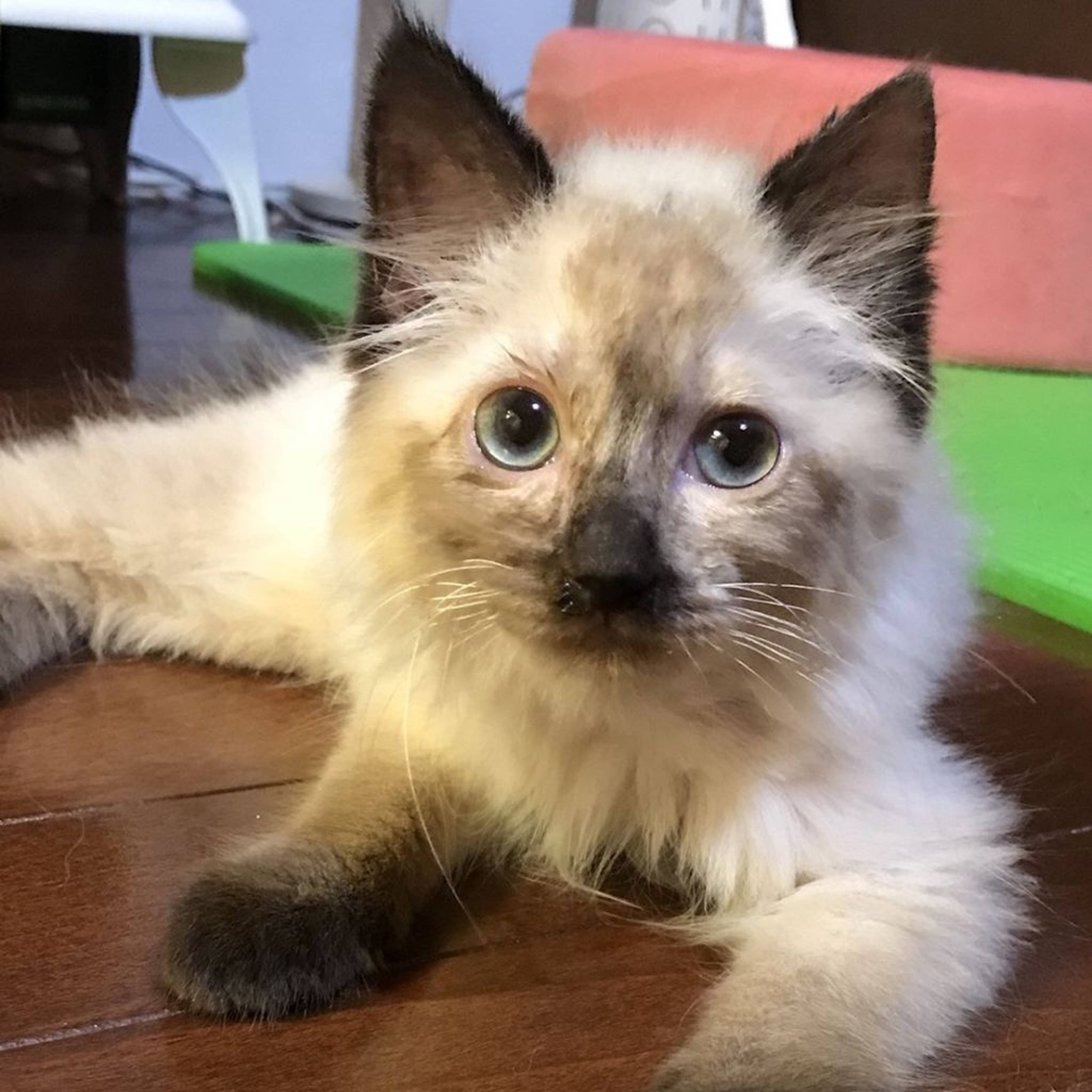 雑種（ミックス猫）・メスの里親募集の写真