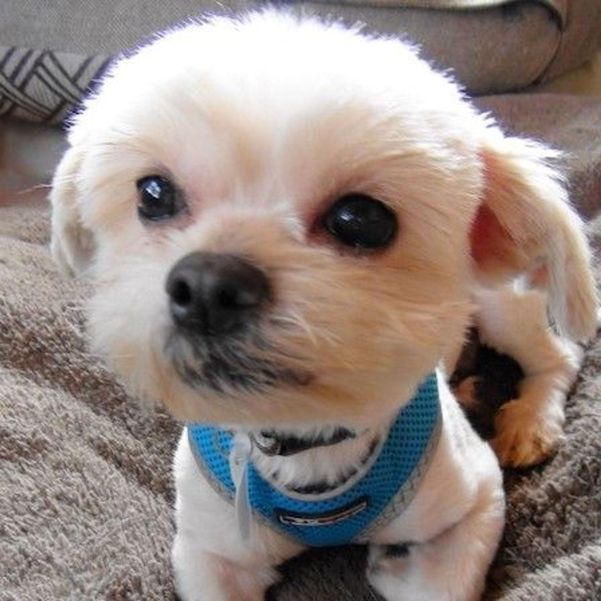 雑種（ミックス犬）・オスの里親募集の写真