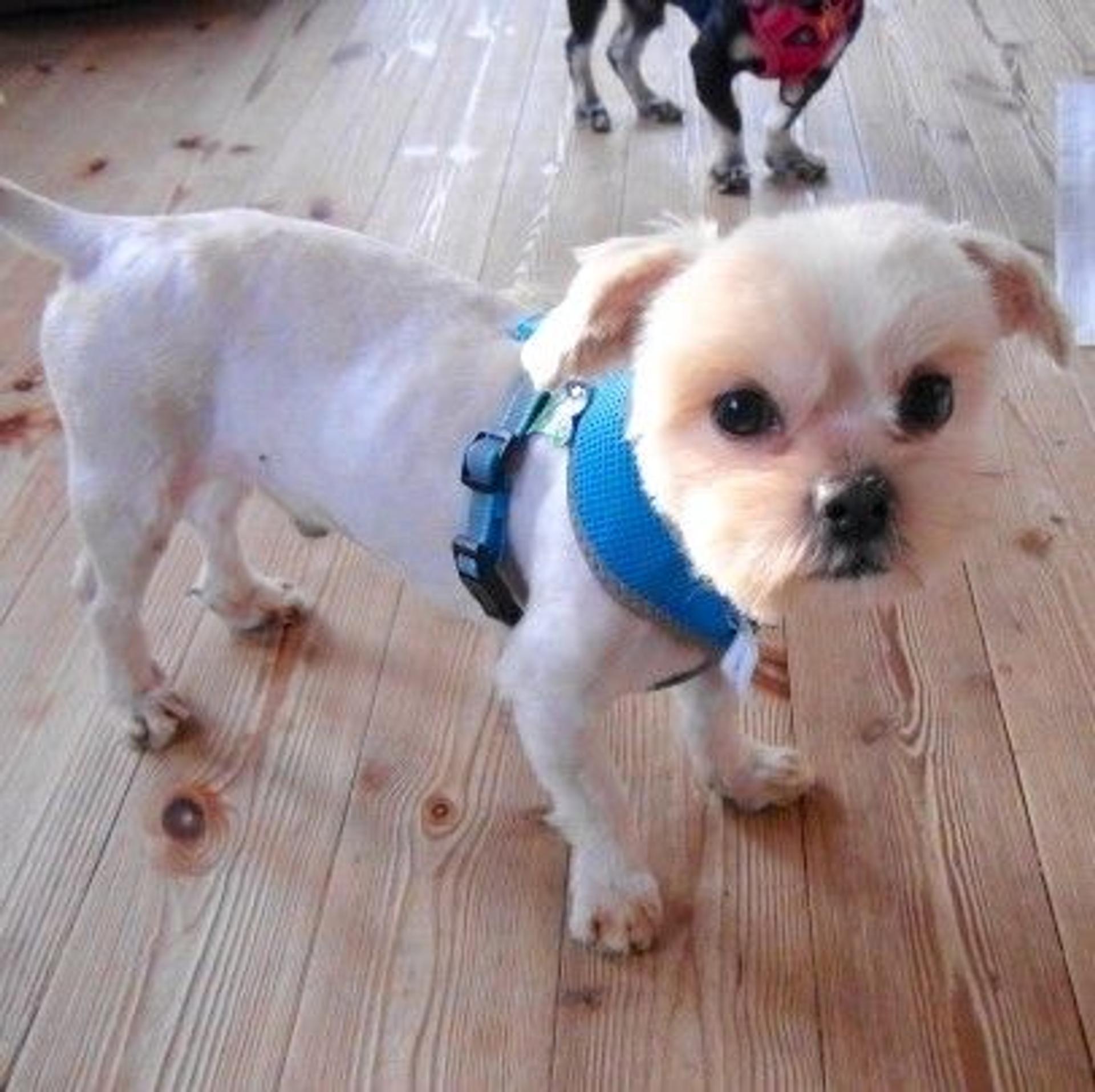 pet-image-2