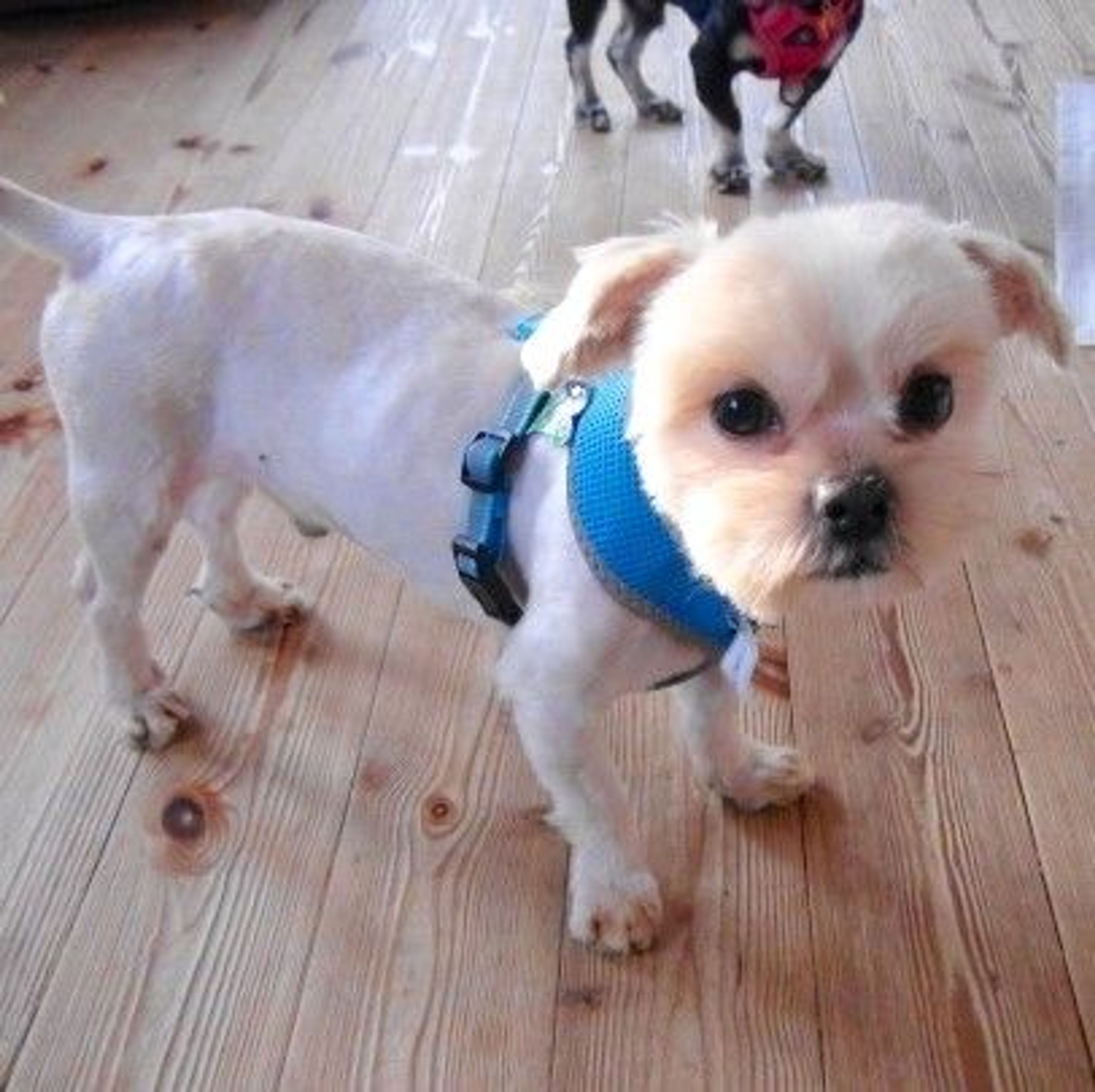 pet-image-2