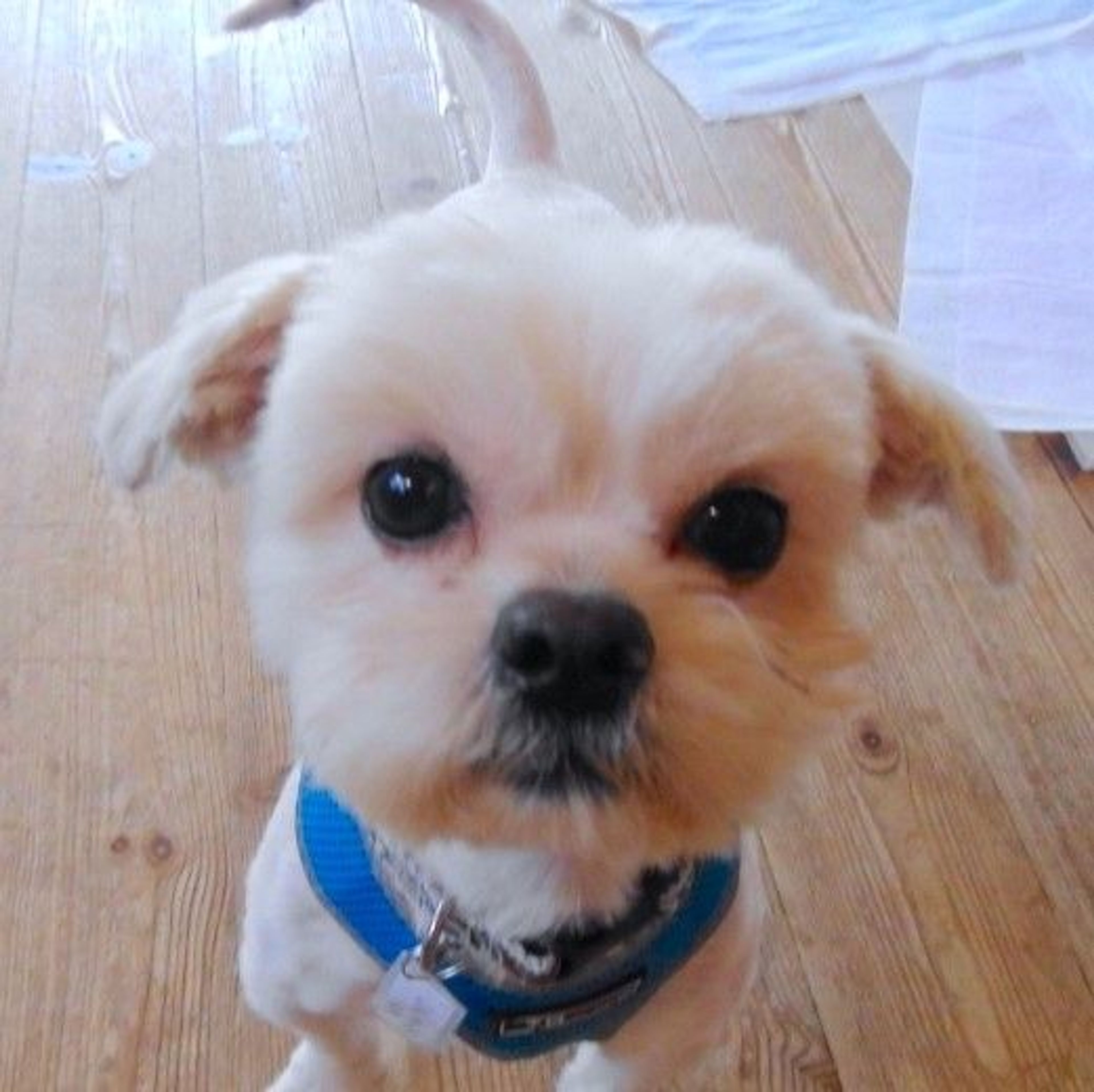 pet-image-3