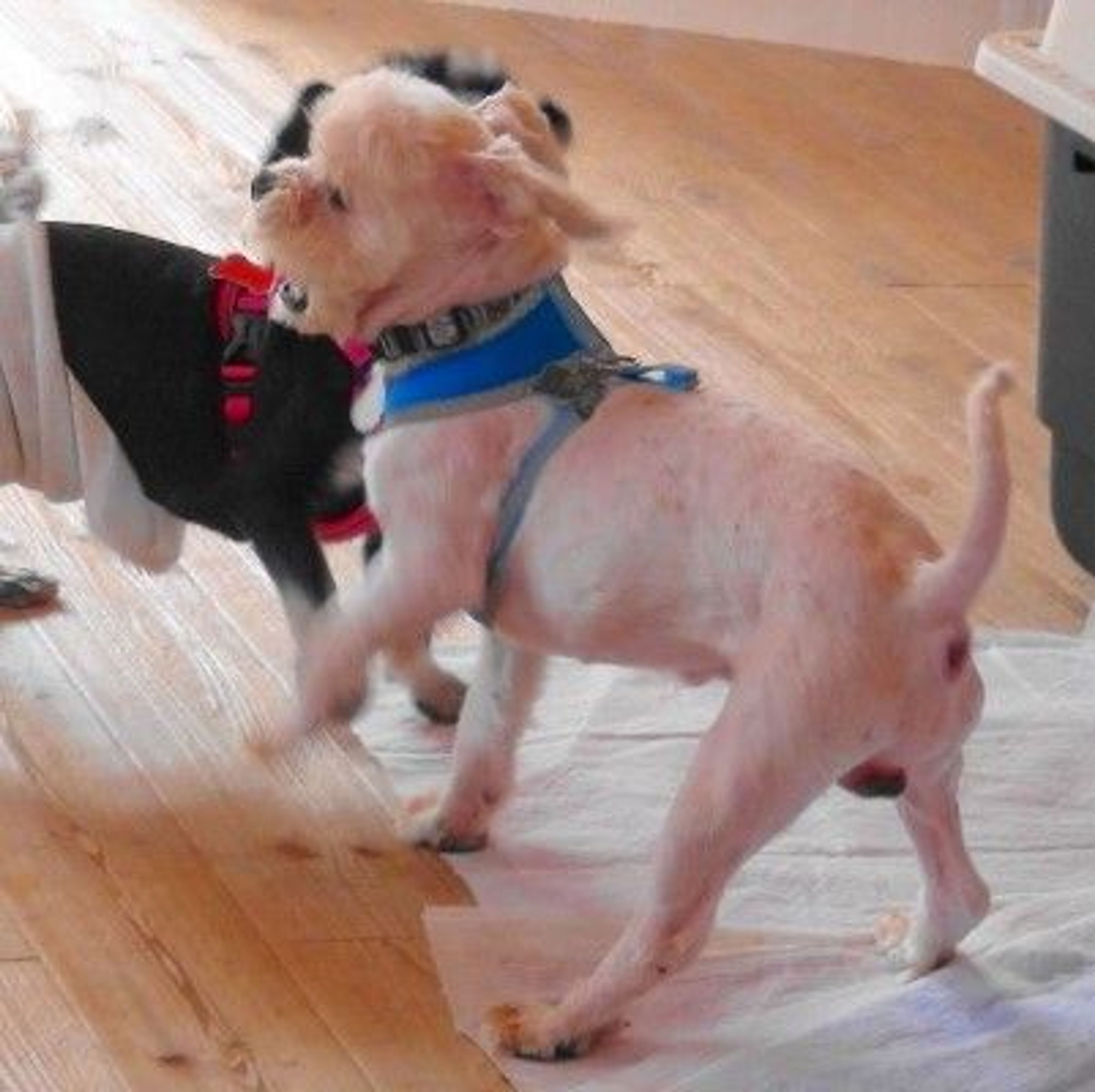 pet-image-4