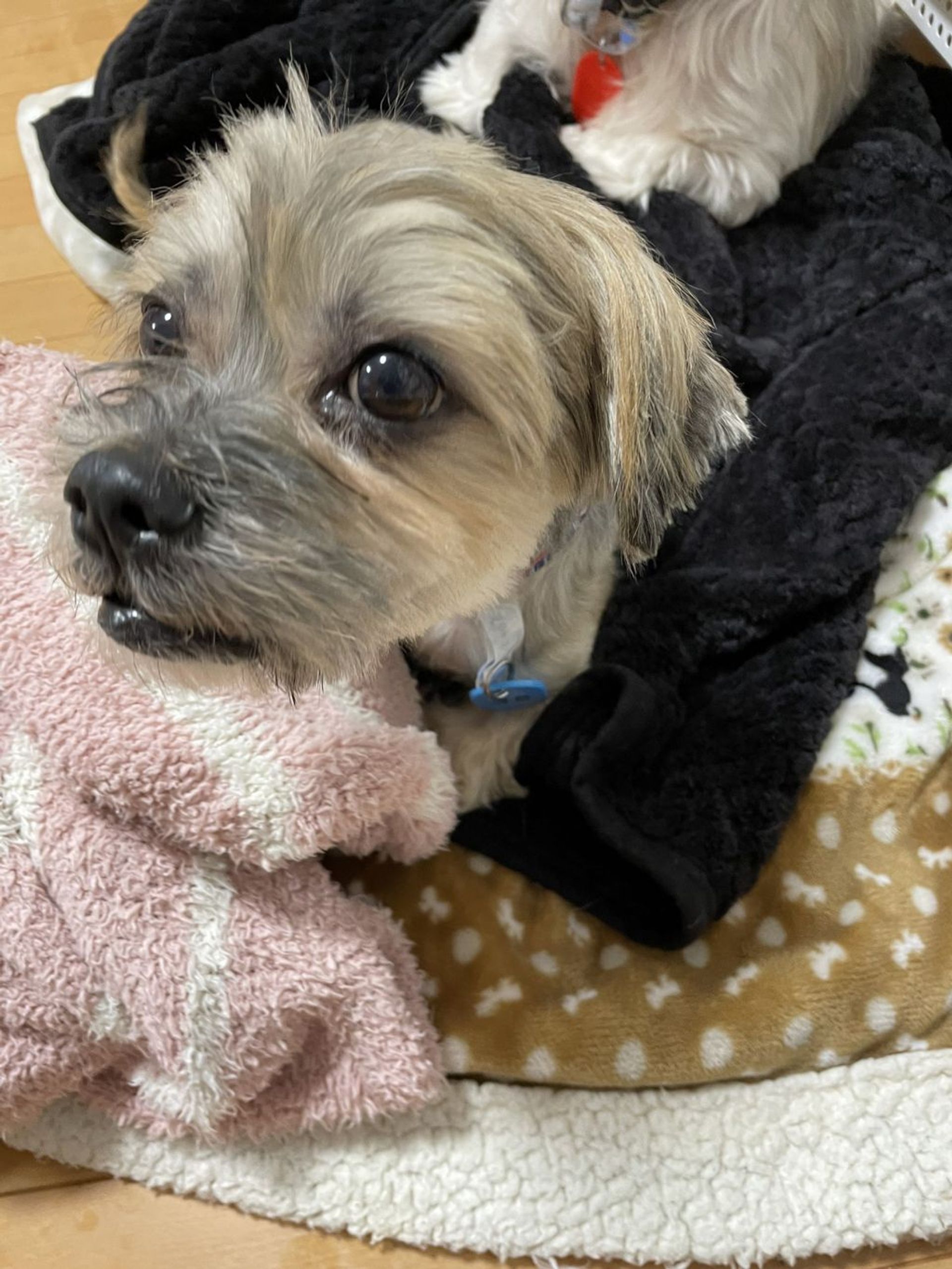 雑種（ミックス犬）・オスの里親募集の写真