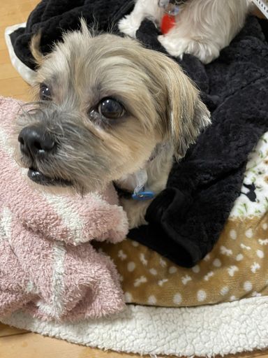 マキマキの写真
