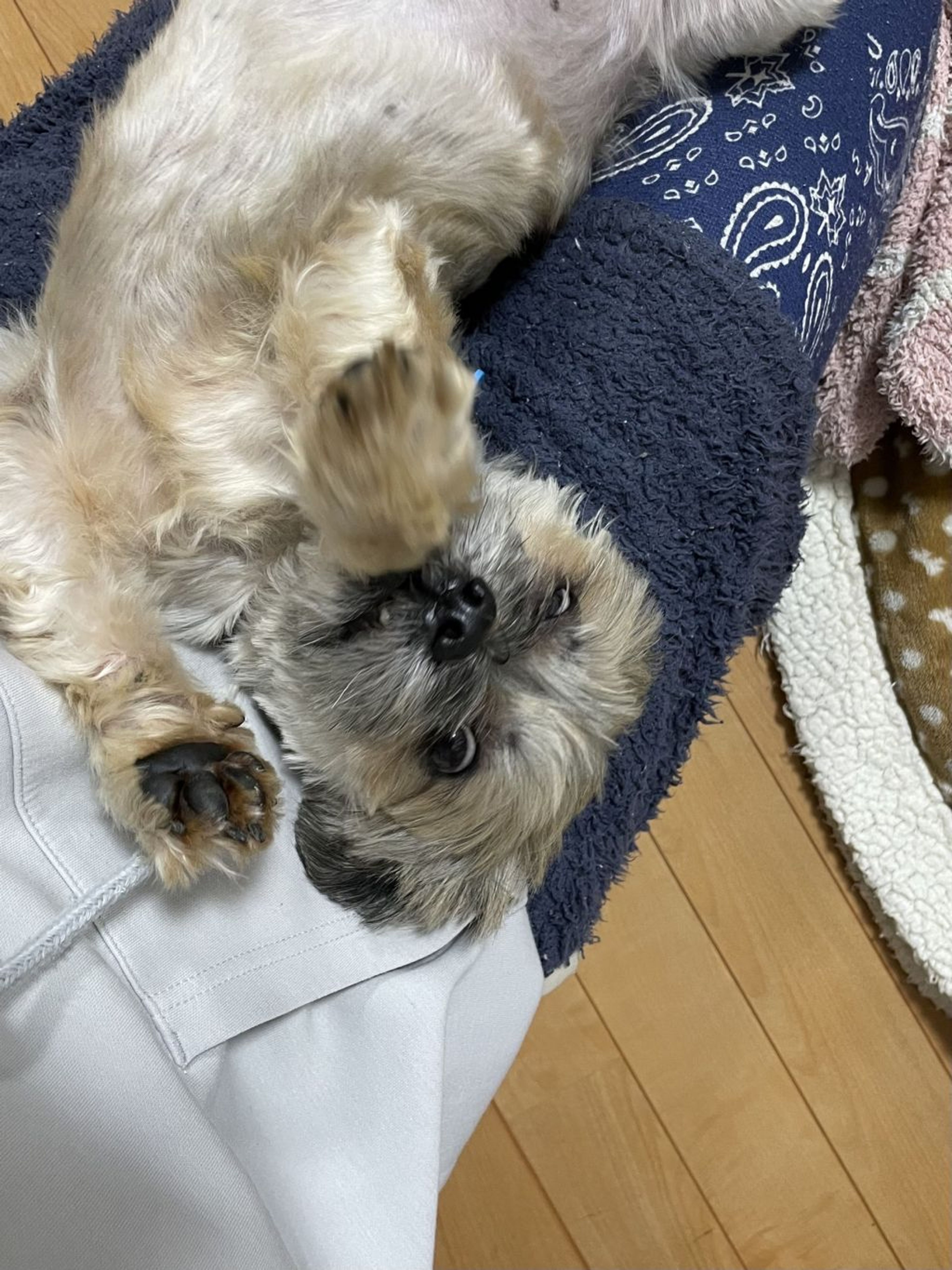 pet-image-4