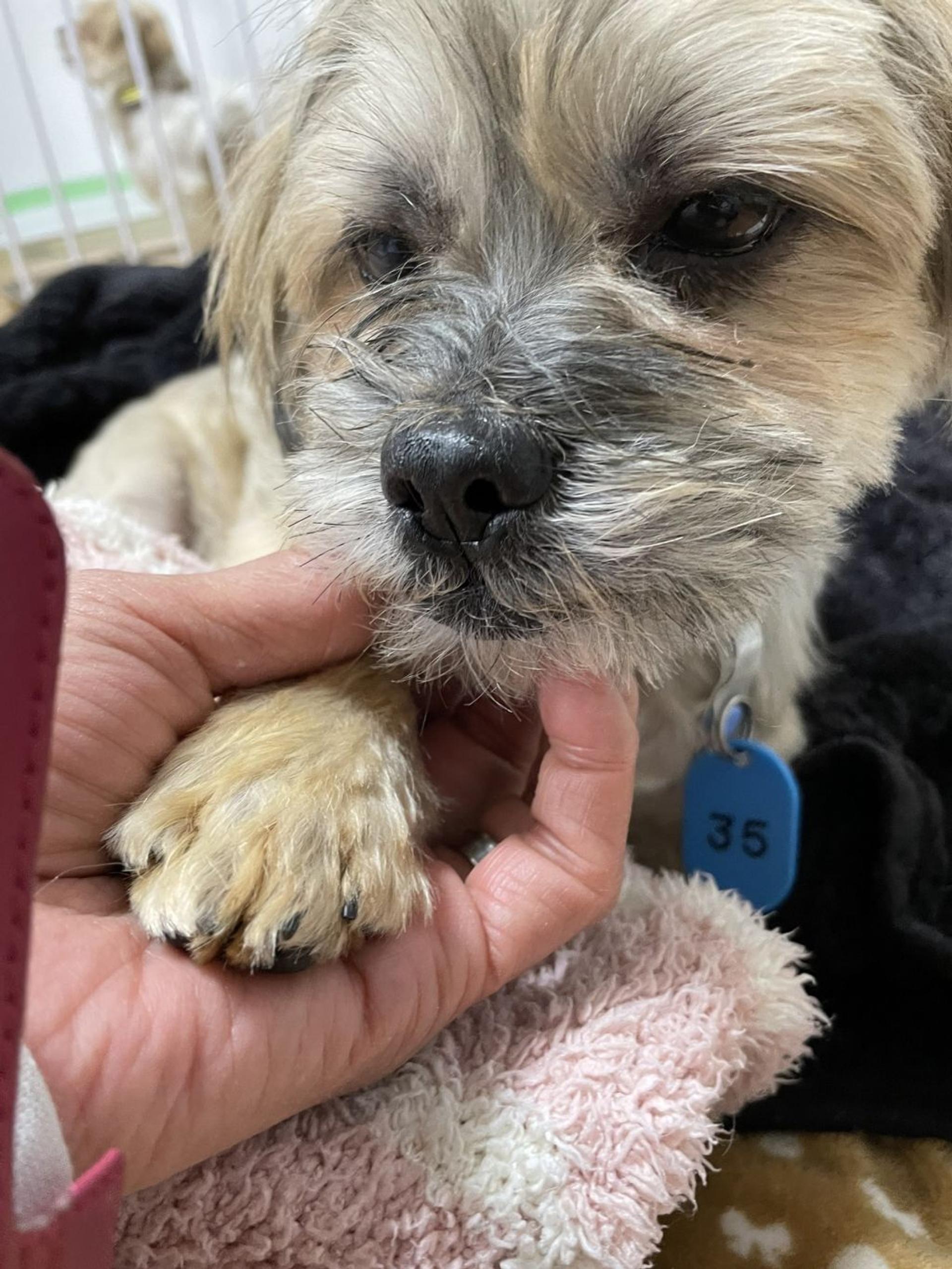 pet-image-5