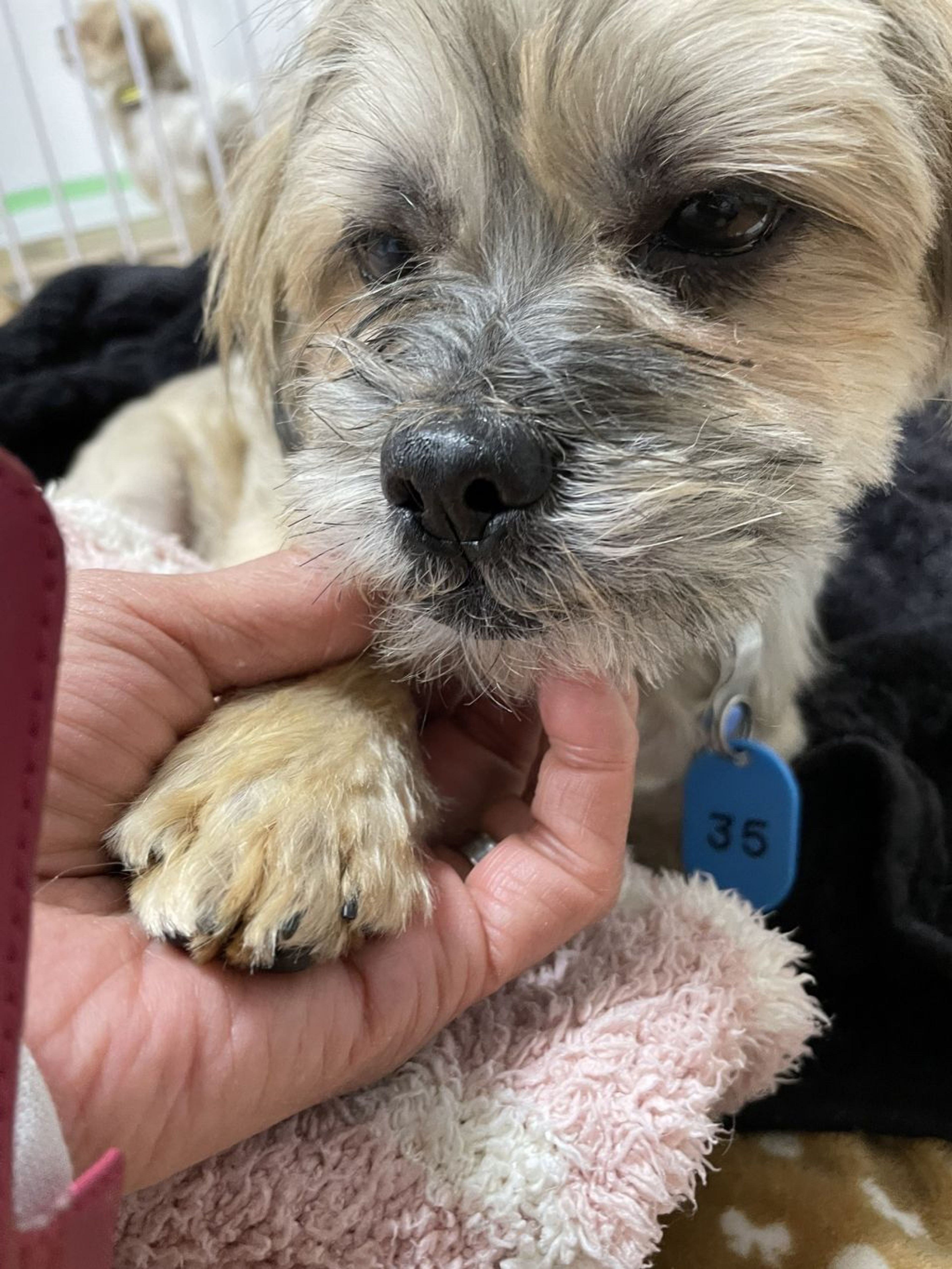 pet-image-5