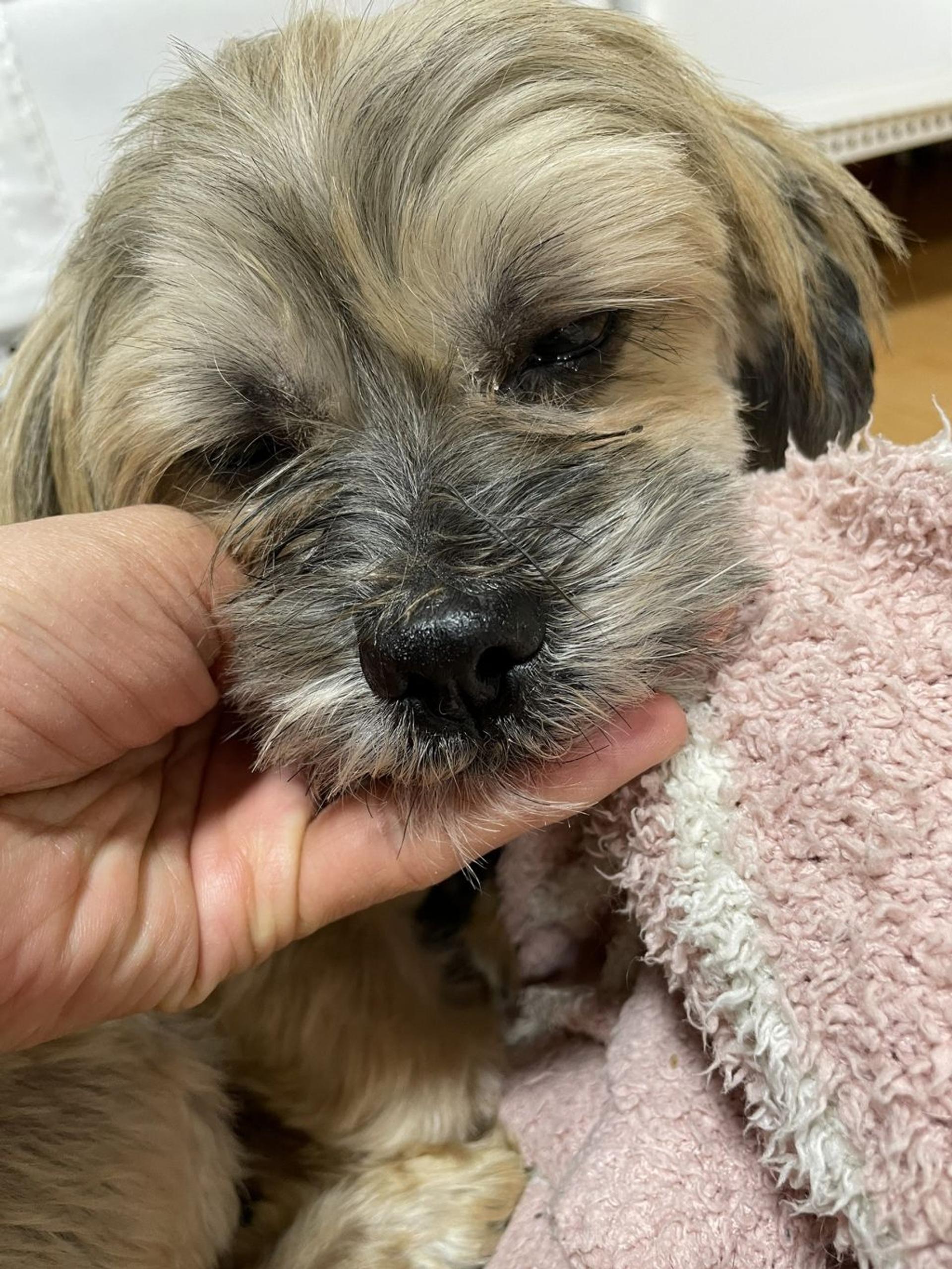 pet-image-6