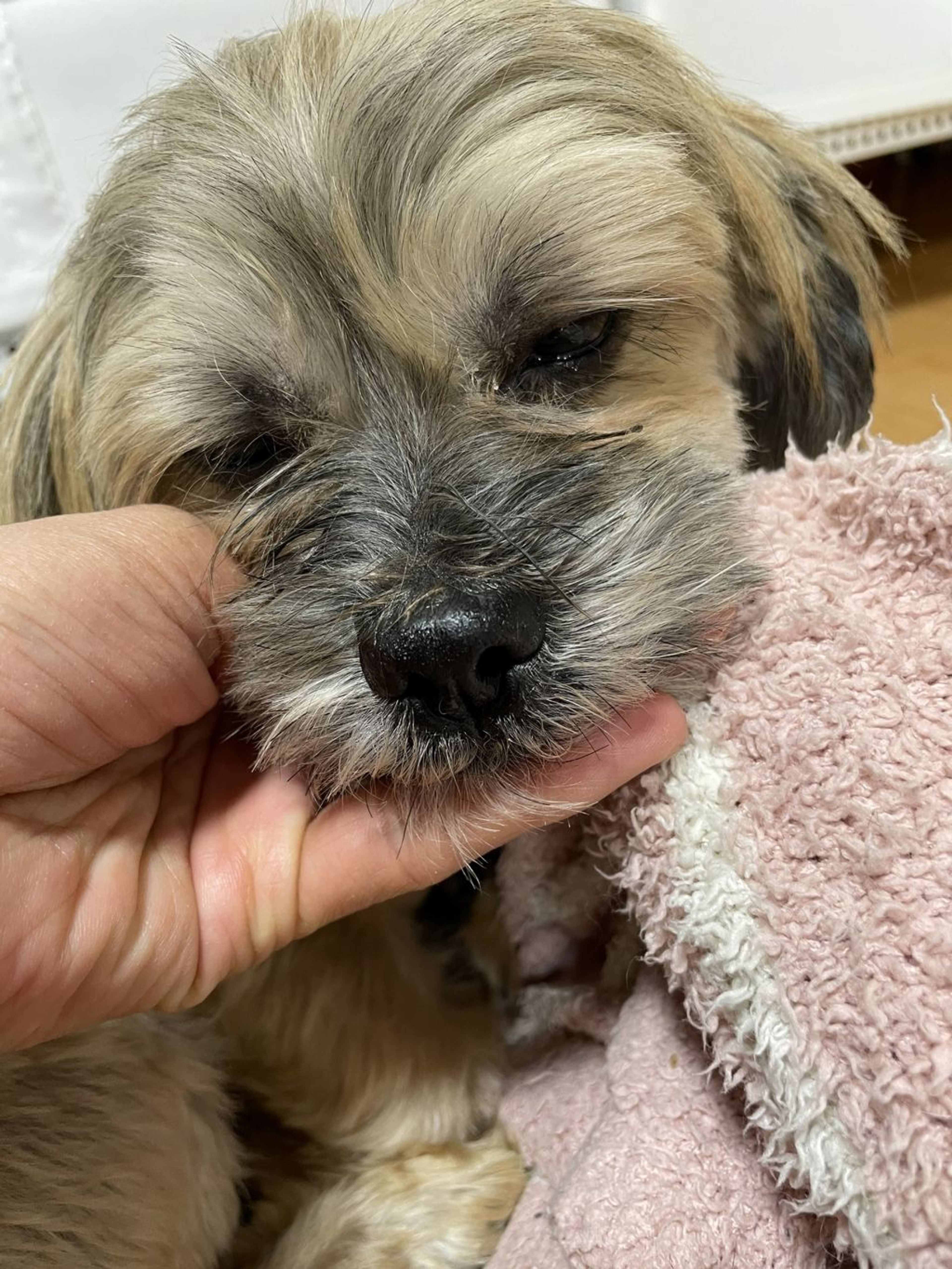 pet-image-6
