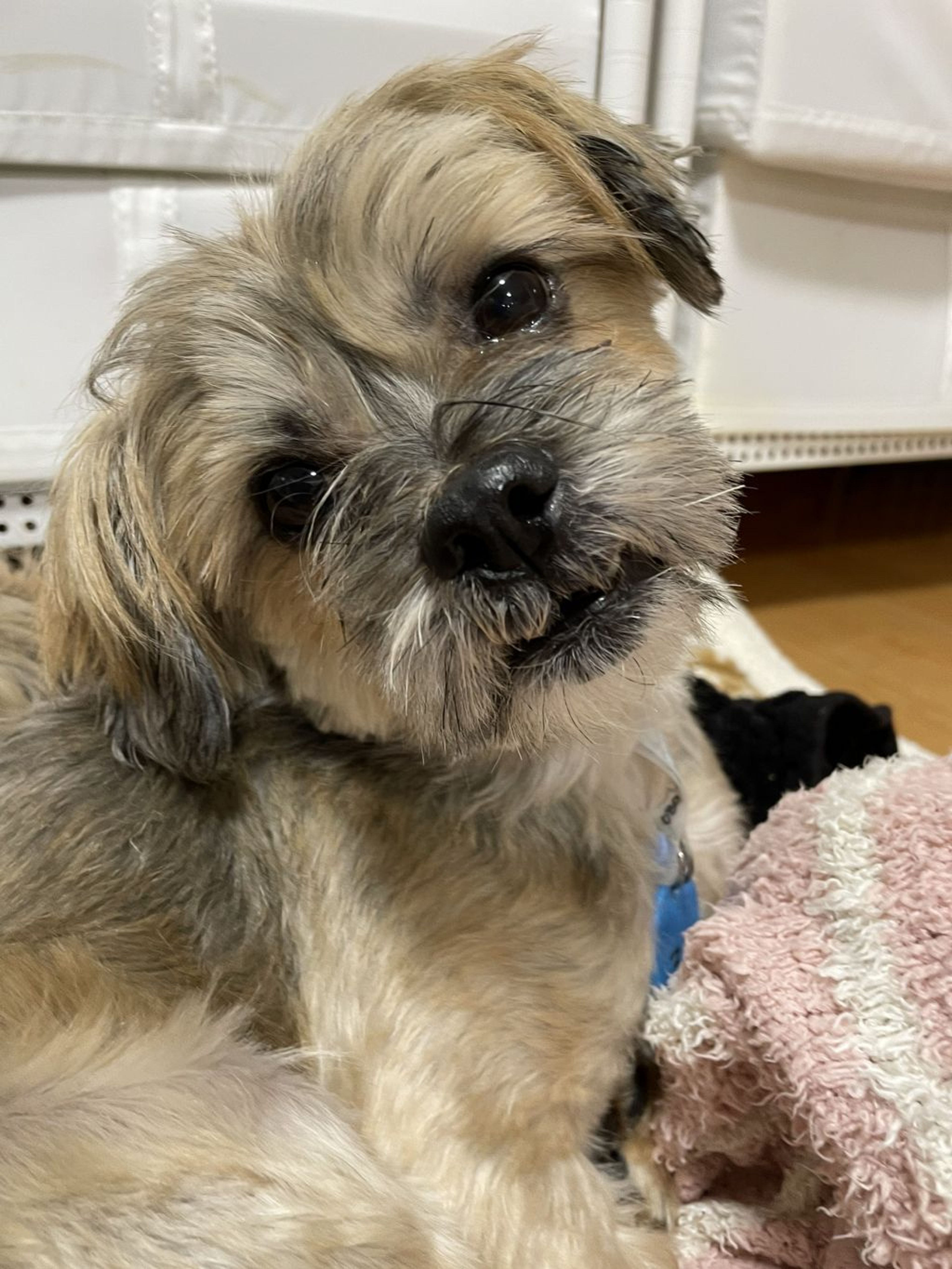 pet-image-7