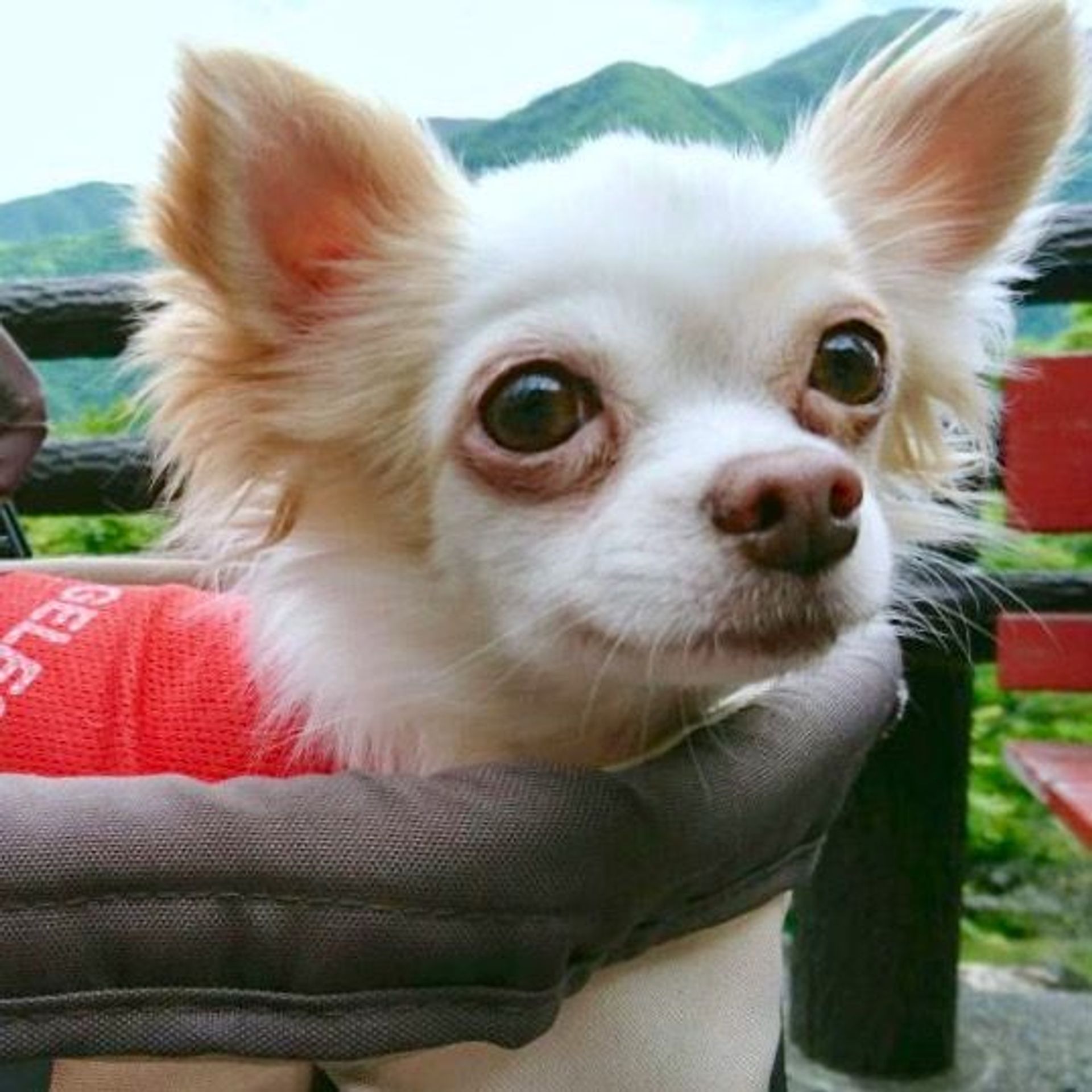 チワワ・メスの里親募集の写真