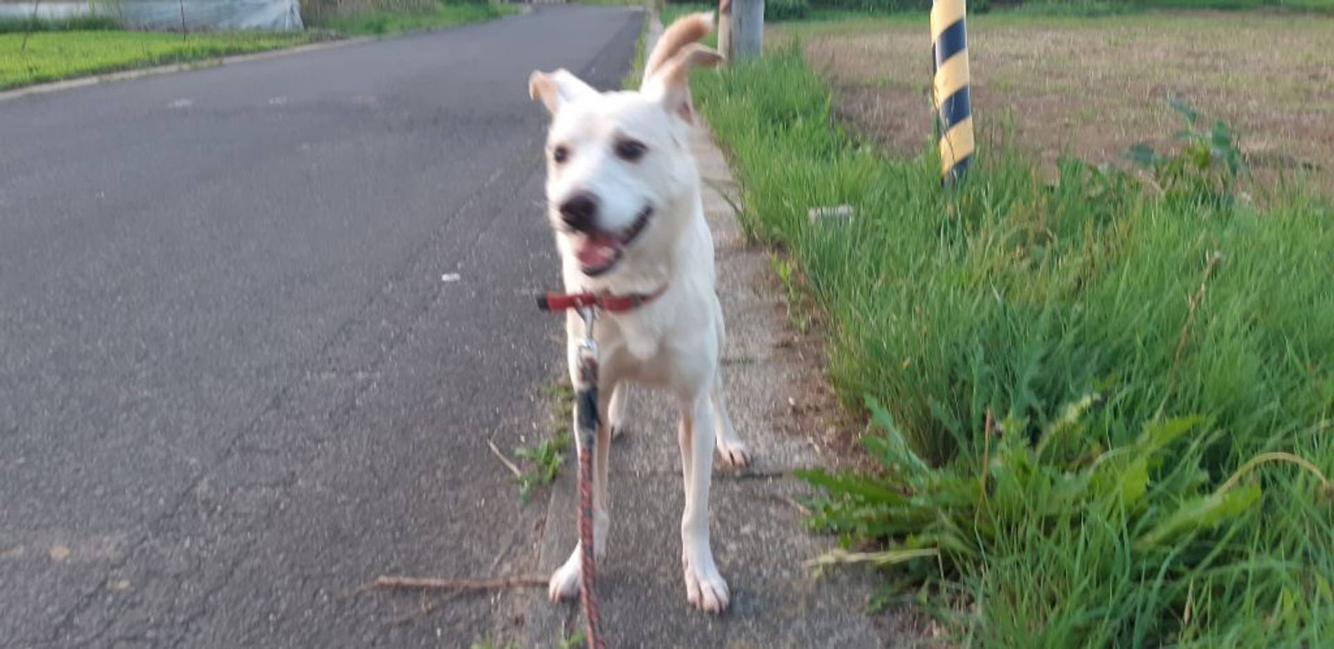 雑種（ミックス犬）・オスの里親募集の写真