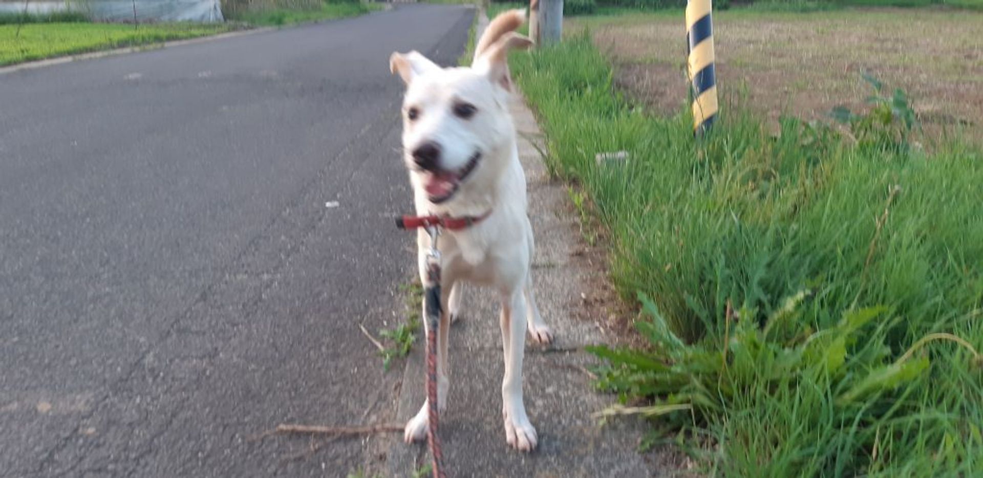 雑種（ミックス犬）・オスの里親募集の写真