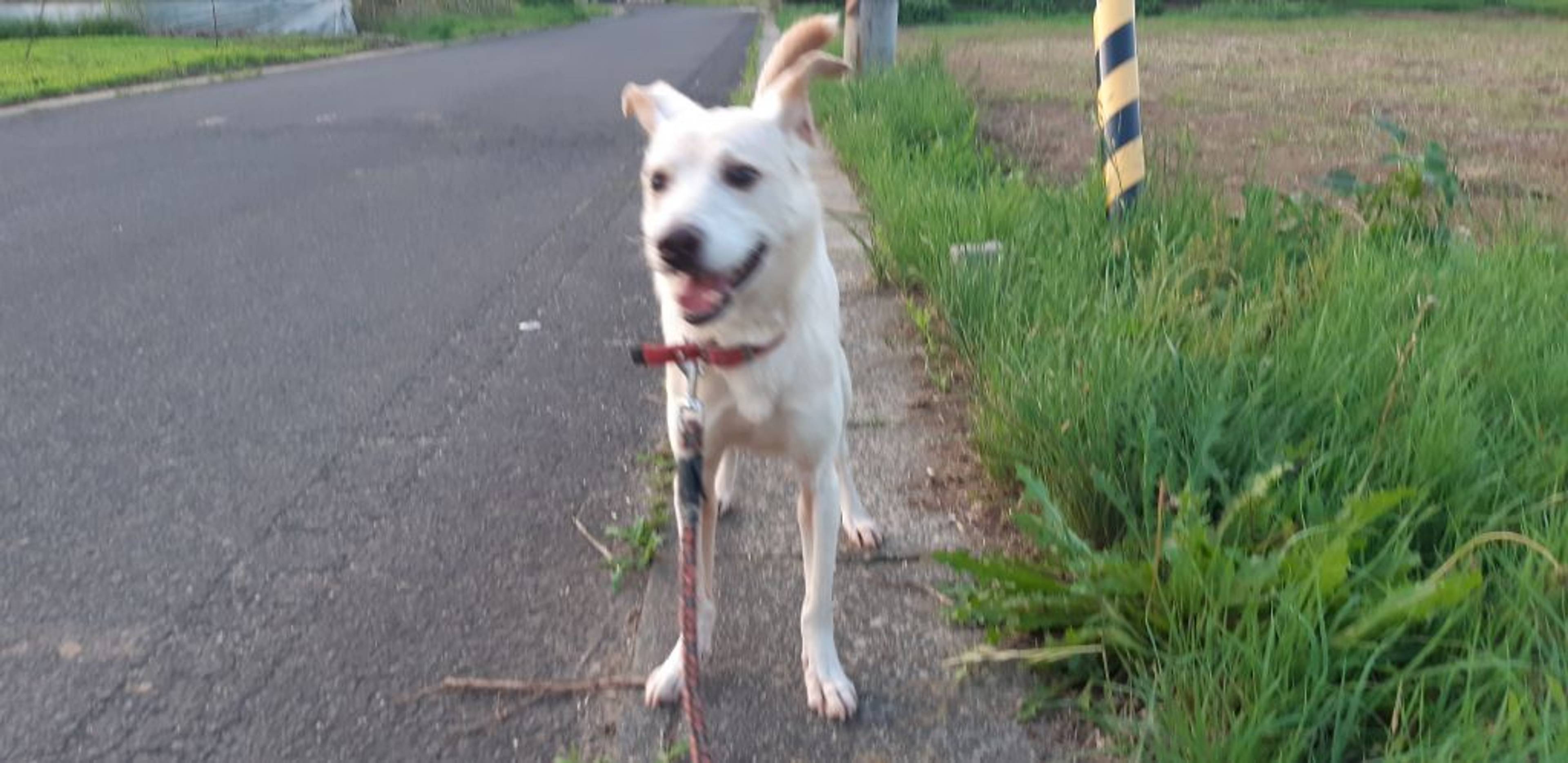 雑種（ミックス犬）・オスの里親募集の写真