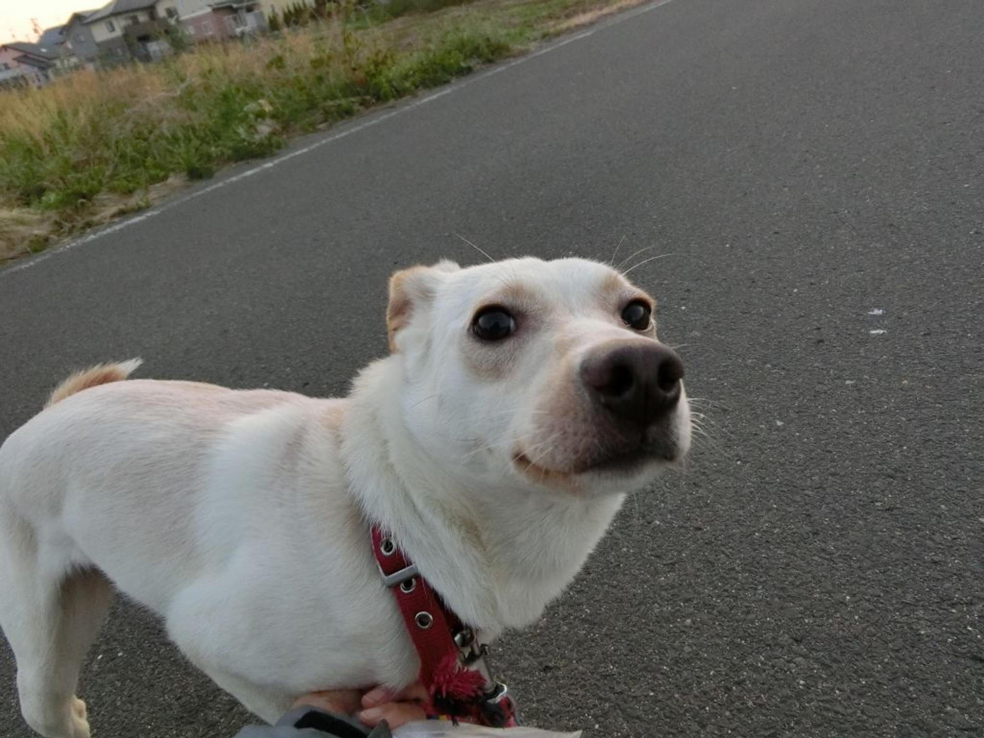 pet-image-2