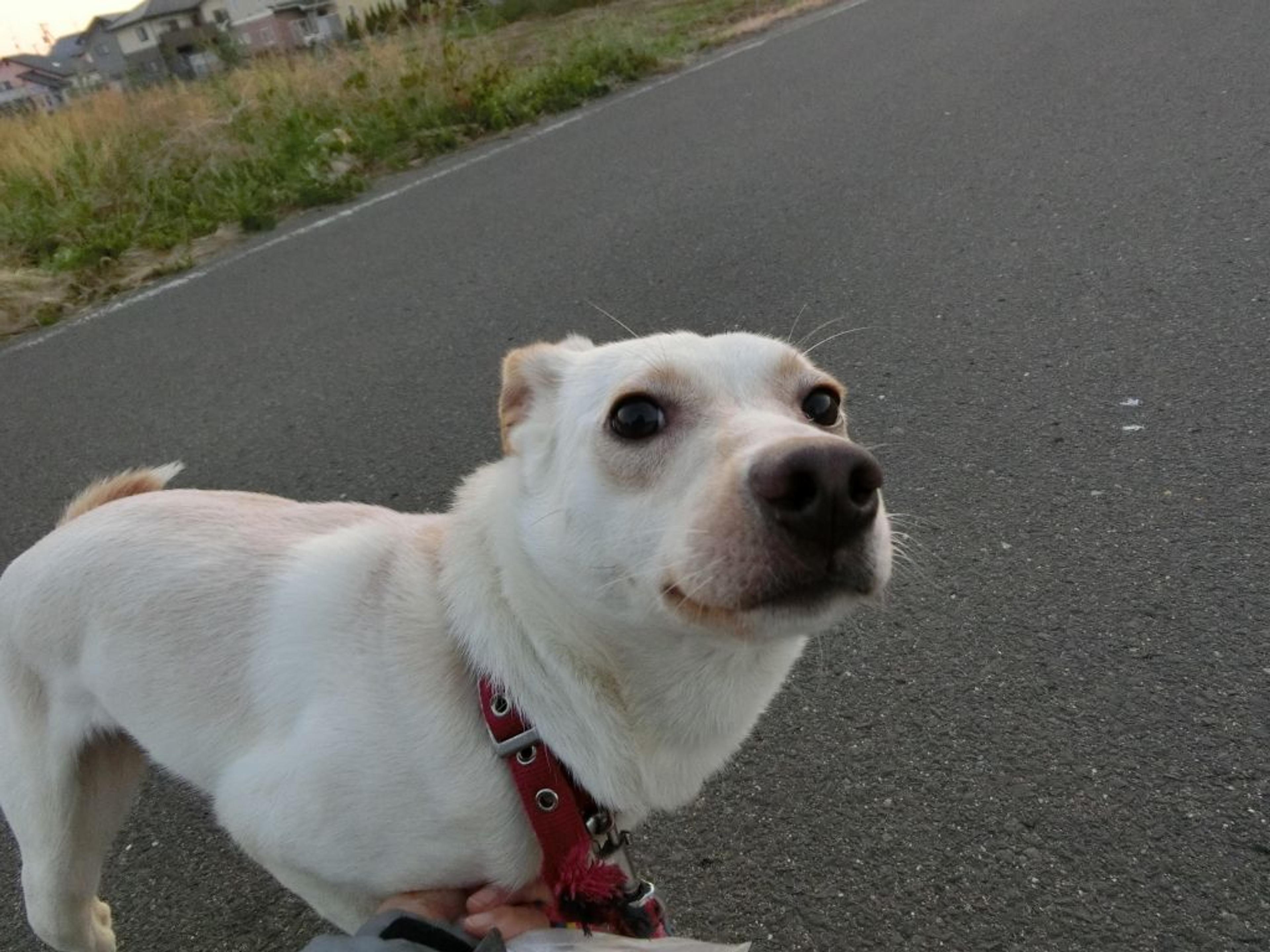 pet-image-2