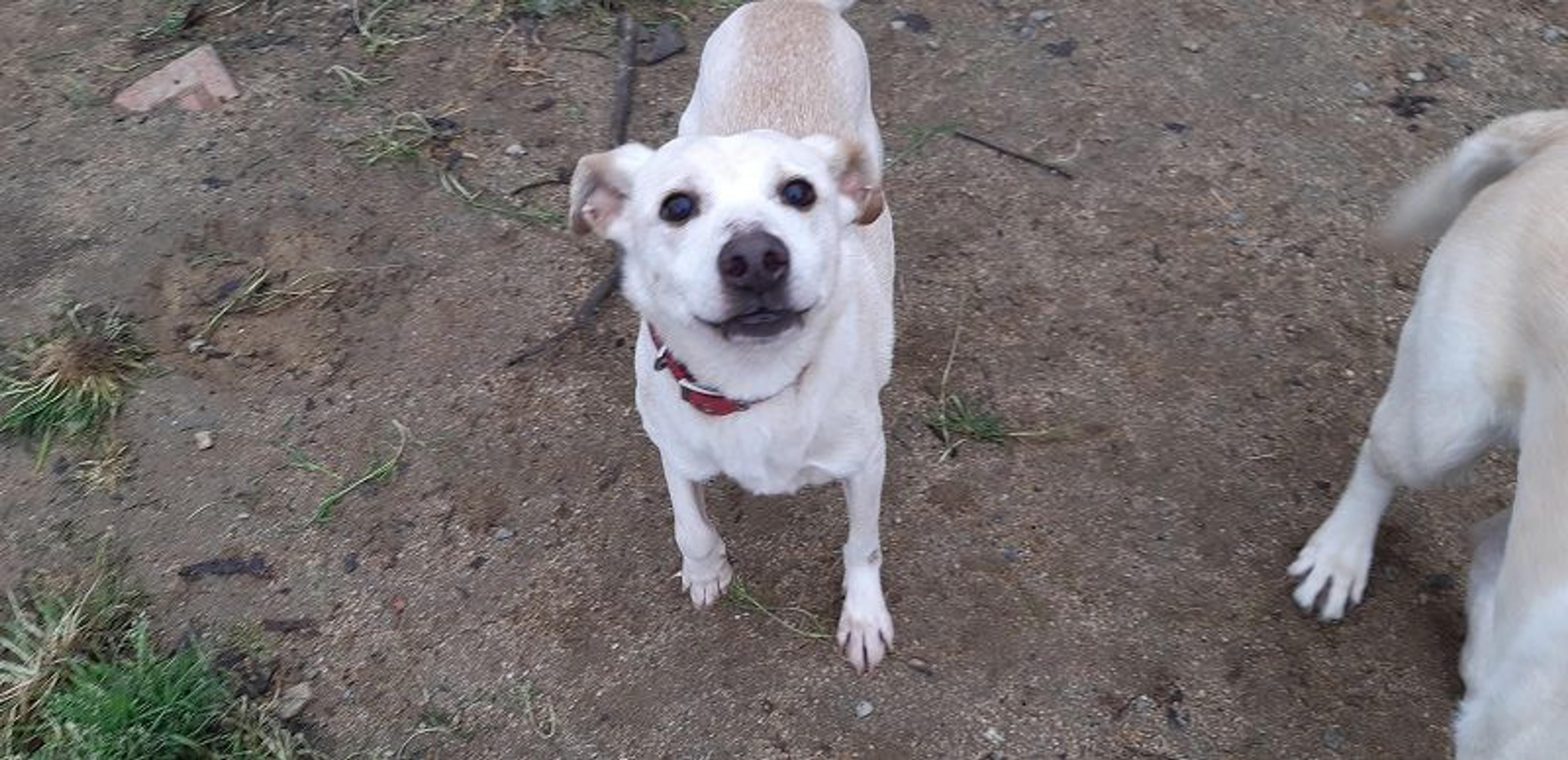 pet-image-4