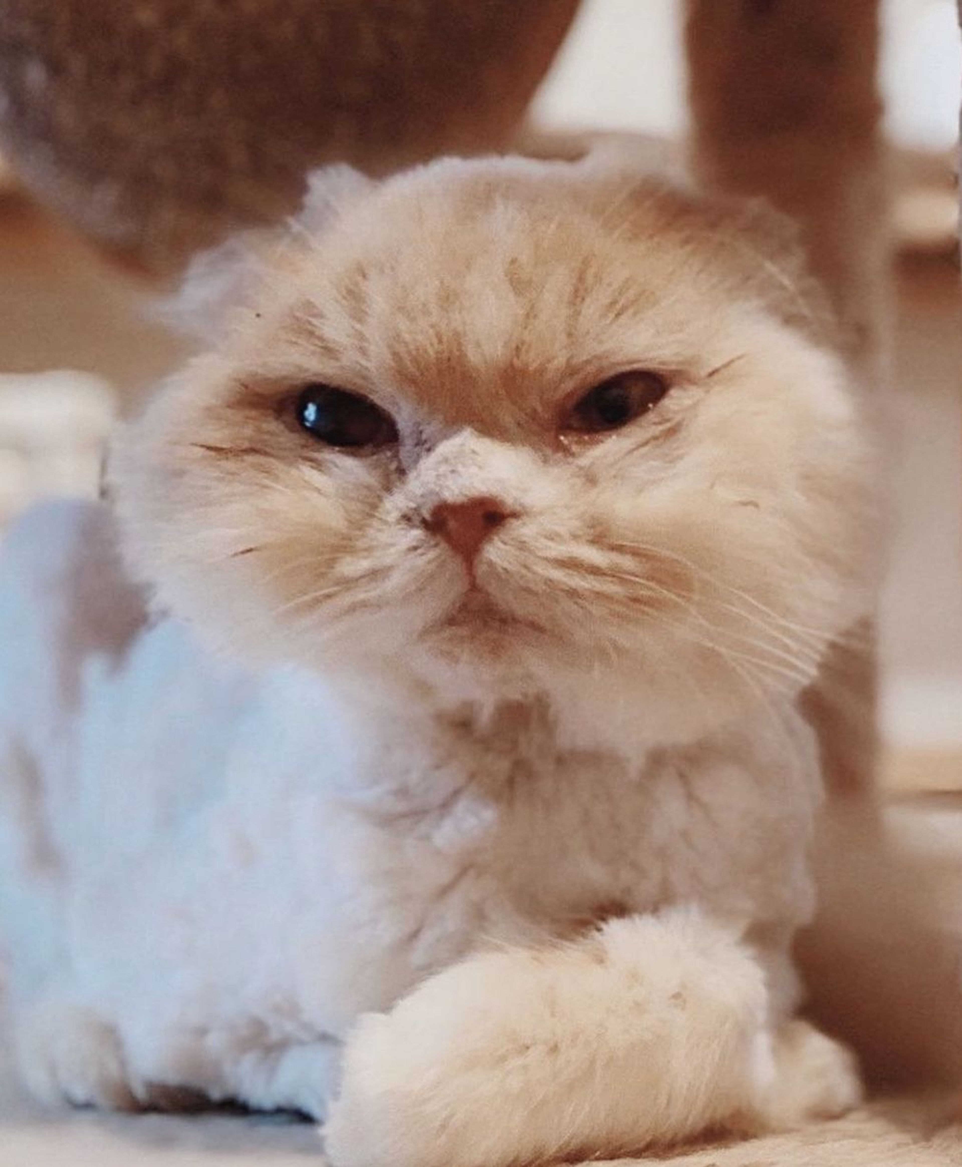 スコティッシュフォールド・メスの里親募集の写真