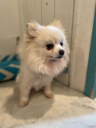 ヤンニョムの写真