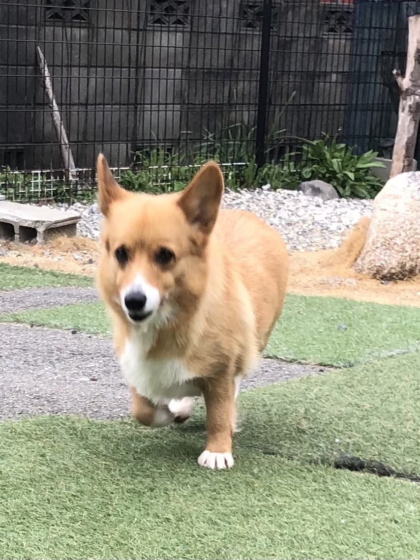 みかっち様❤ウェルシュ・コーギー ポメラニアン ペン立て♡ ⑭