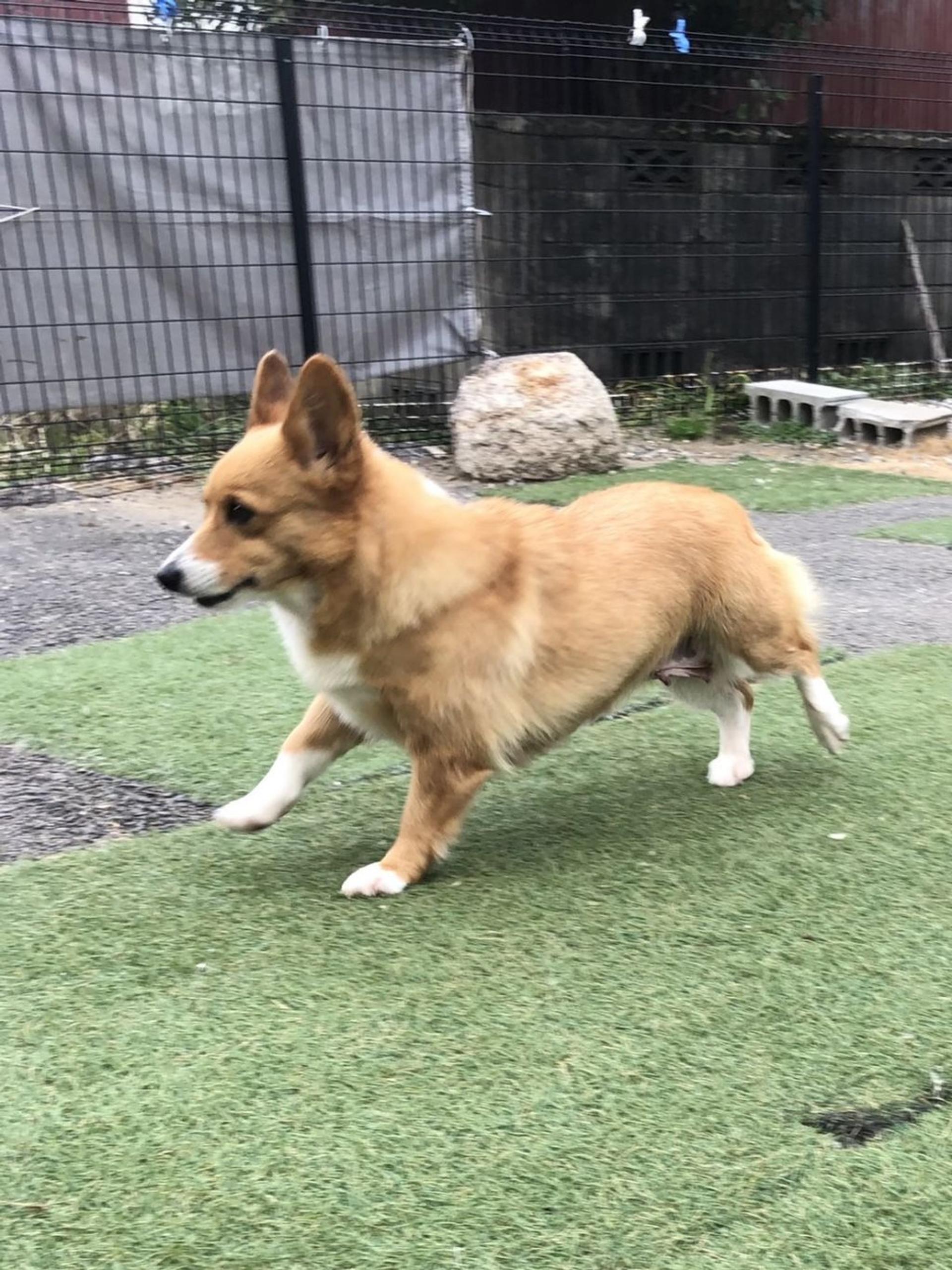 pet-image-3