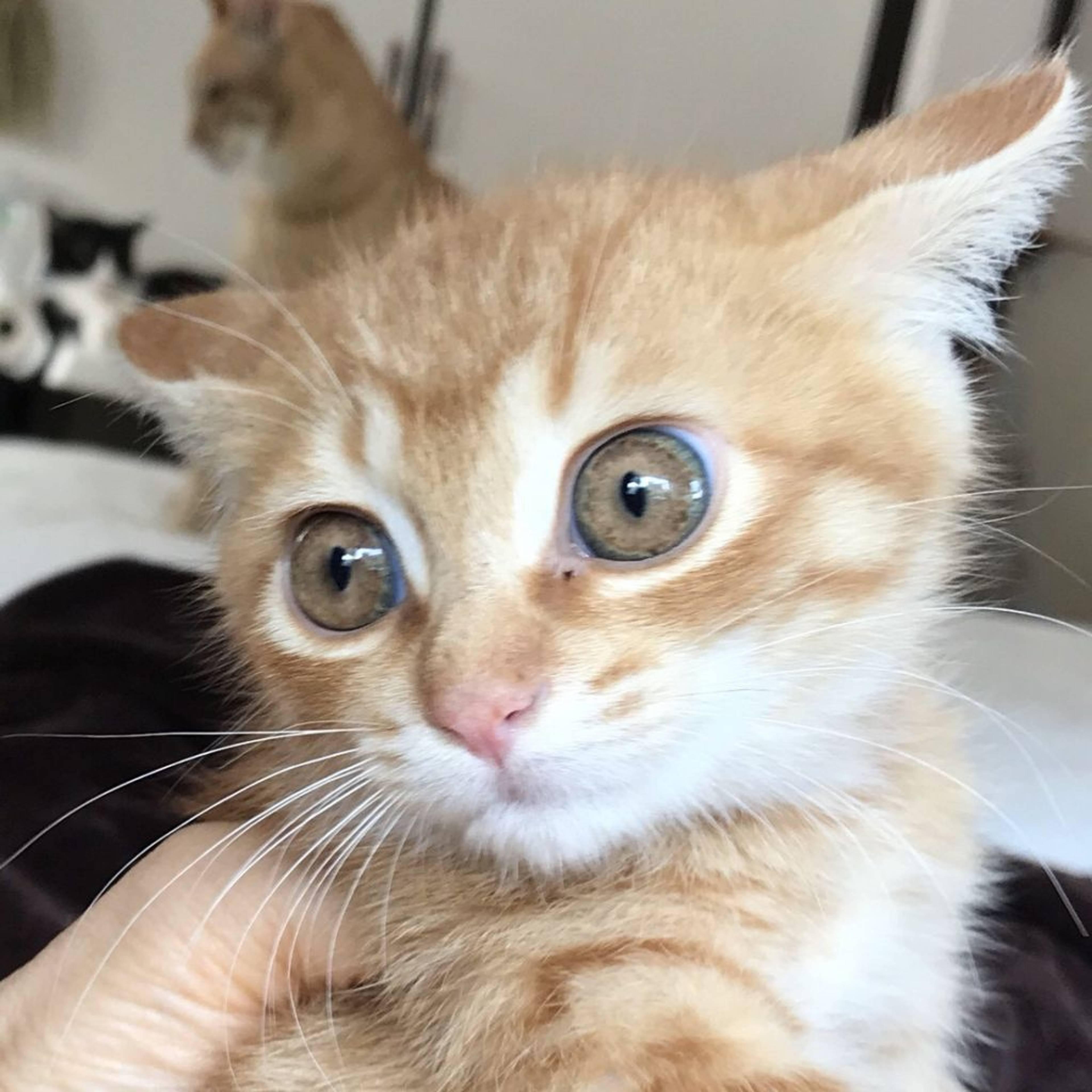 雑種（ミックス猫）・オスの里親募集の写真