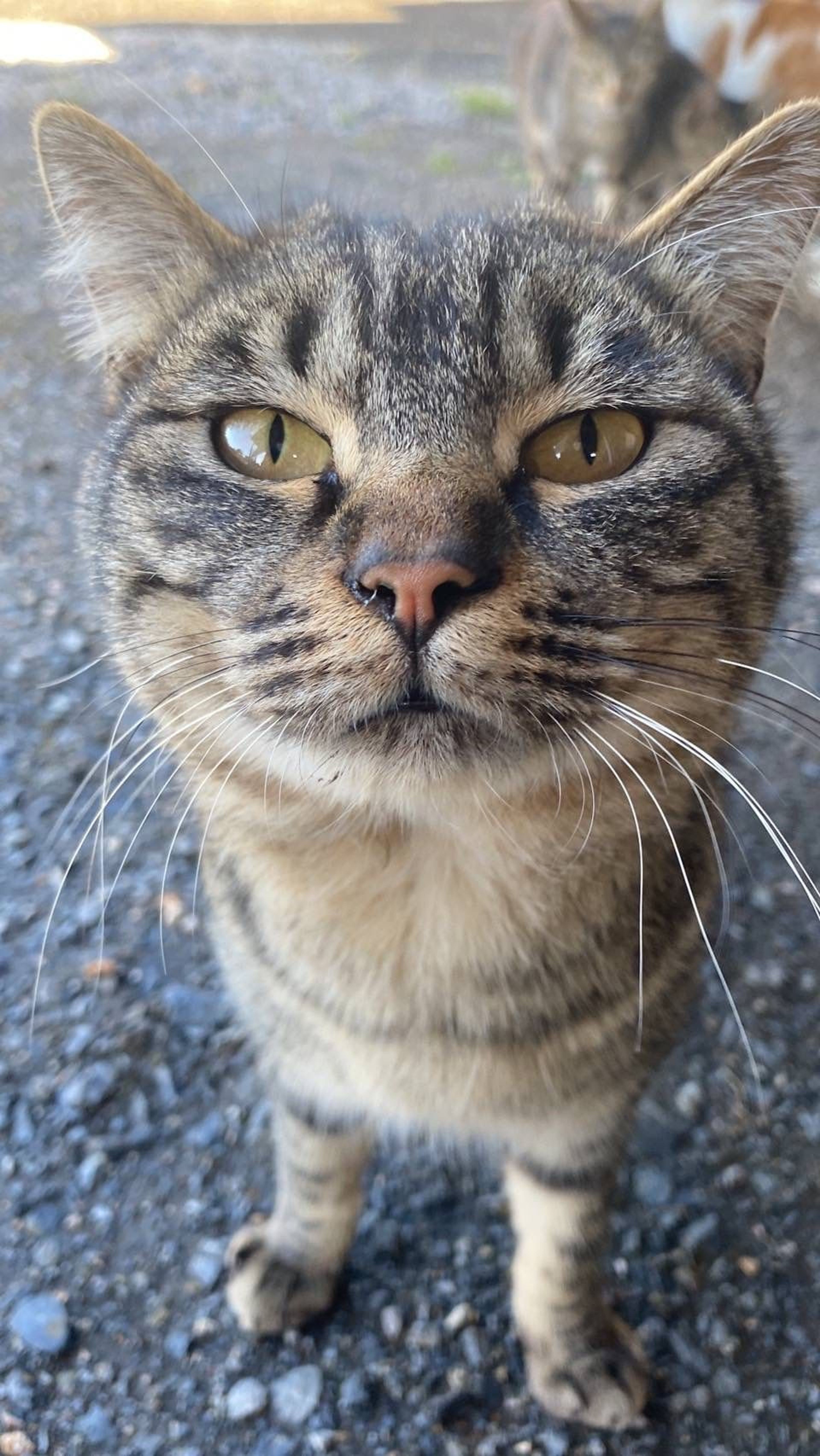 雑種（ミックス猫）・オスの里親募集の写真