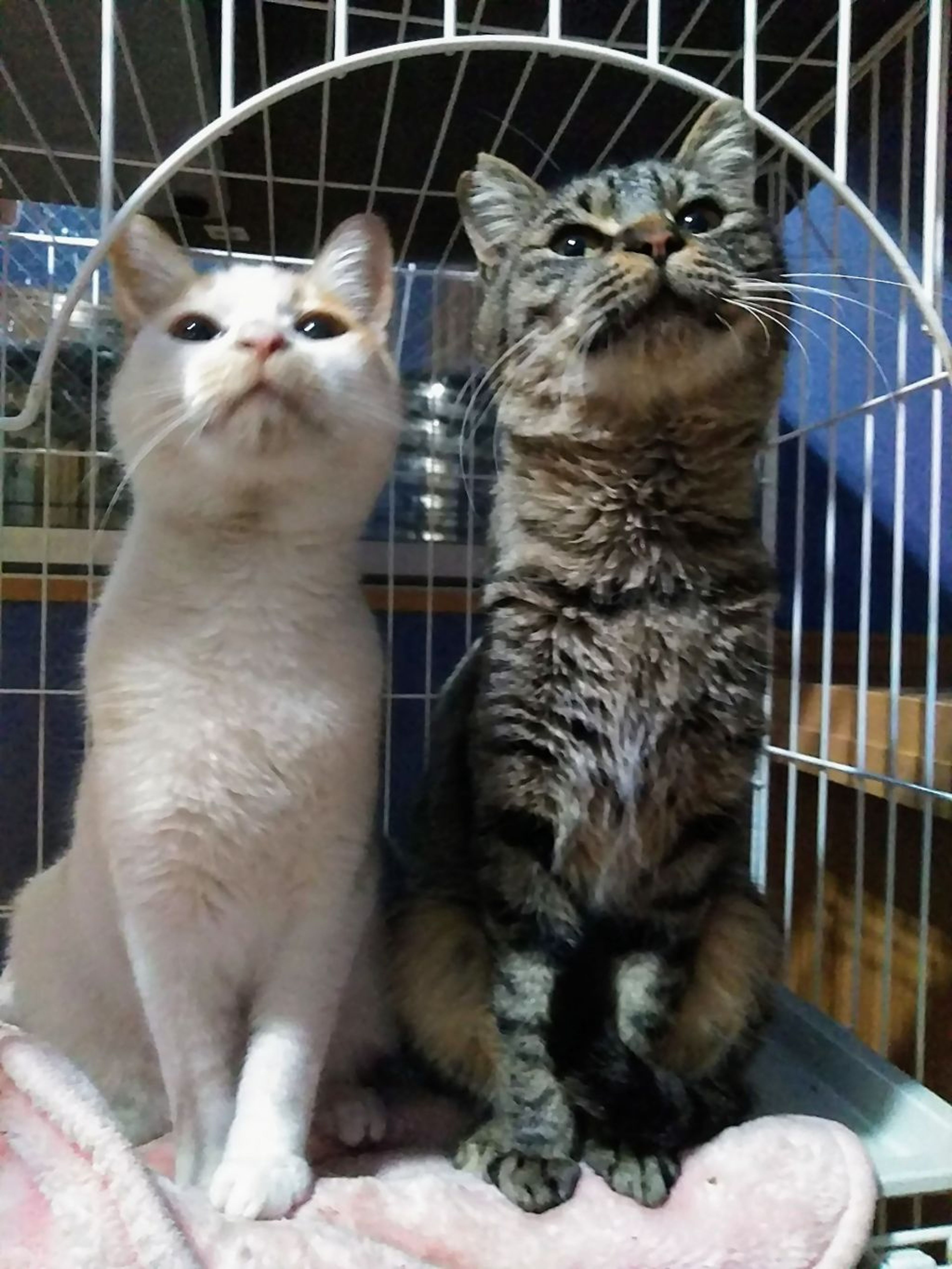 pet-image-3