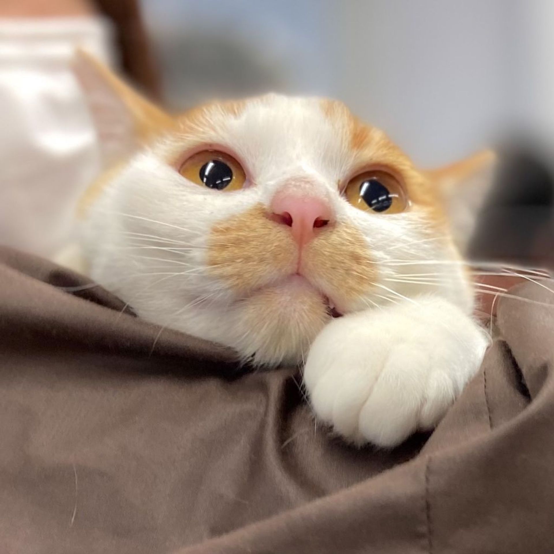雑種（ミックス猫）・オスの里親募集の写真