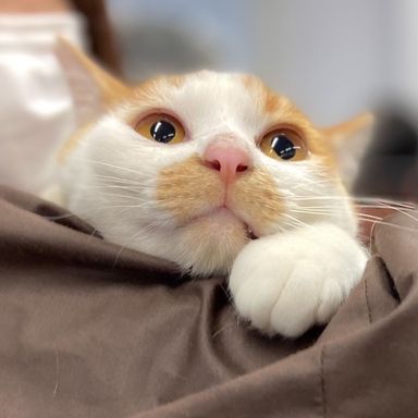 チョボ