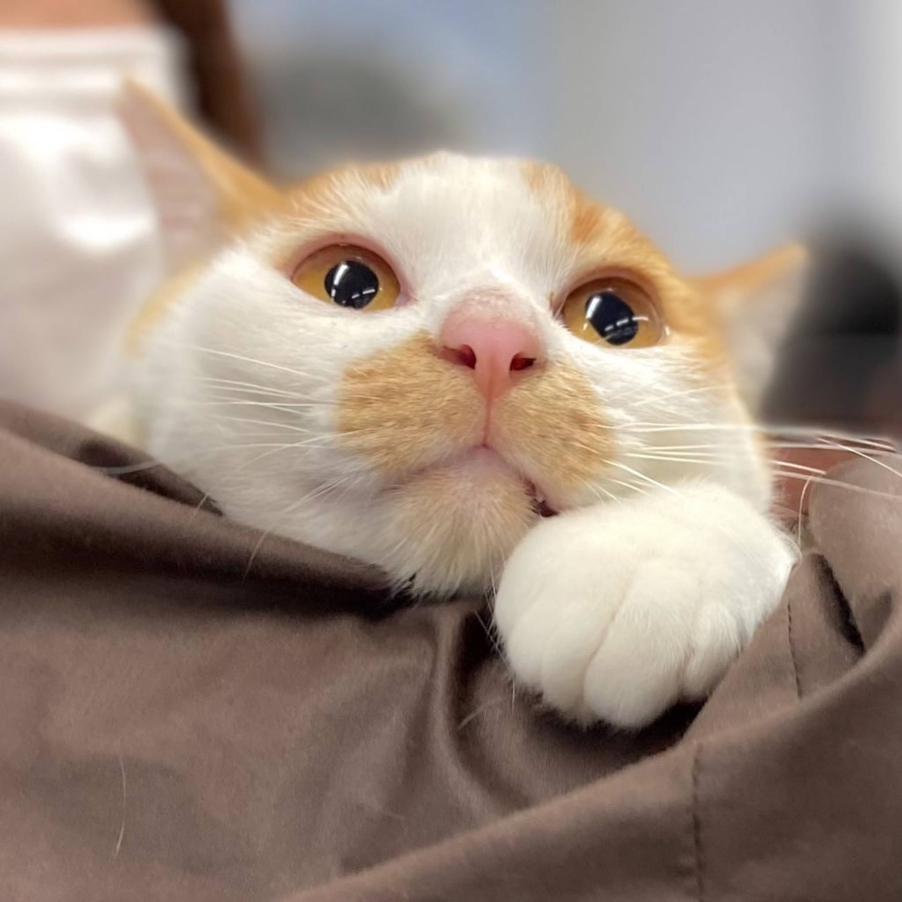 雑種（ミックス猫）・オスの里親募集の写真