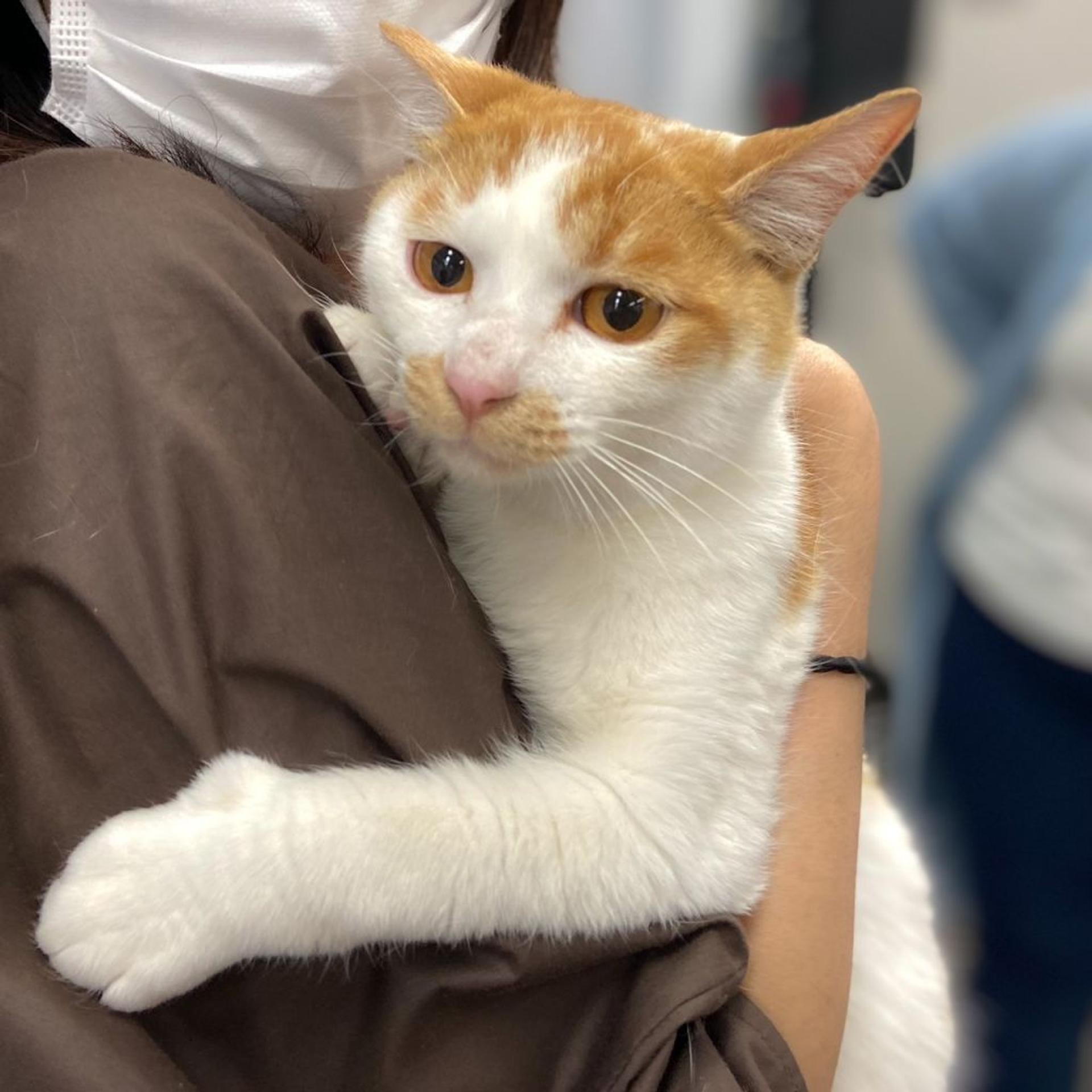 pet-image-3