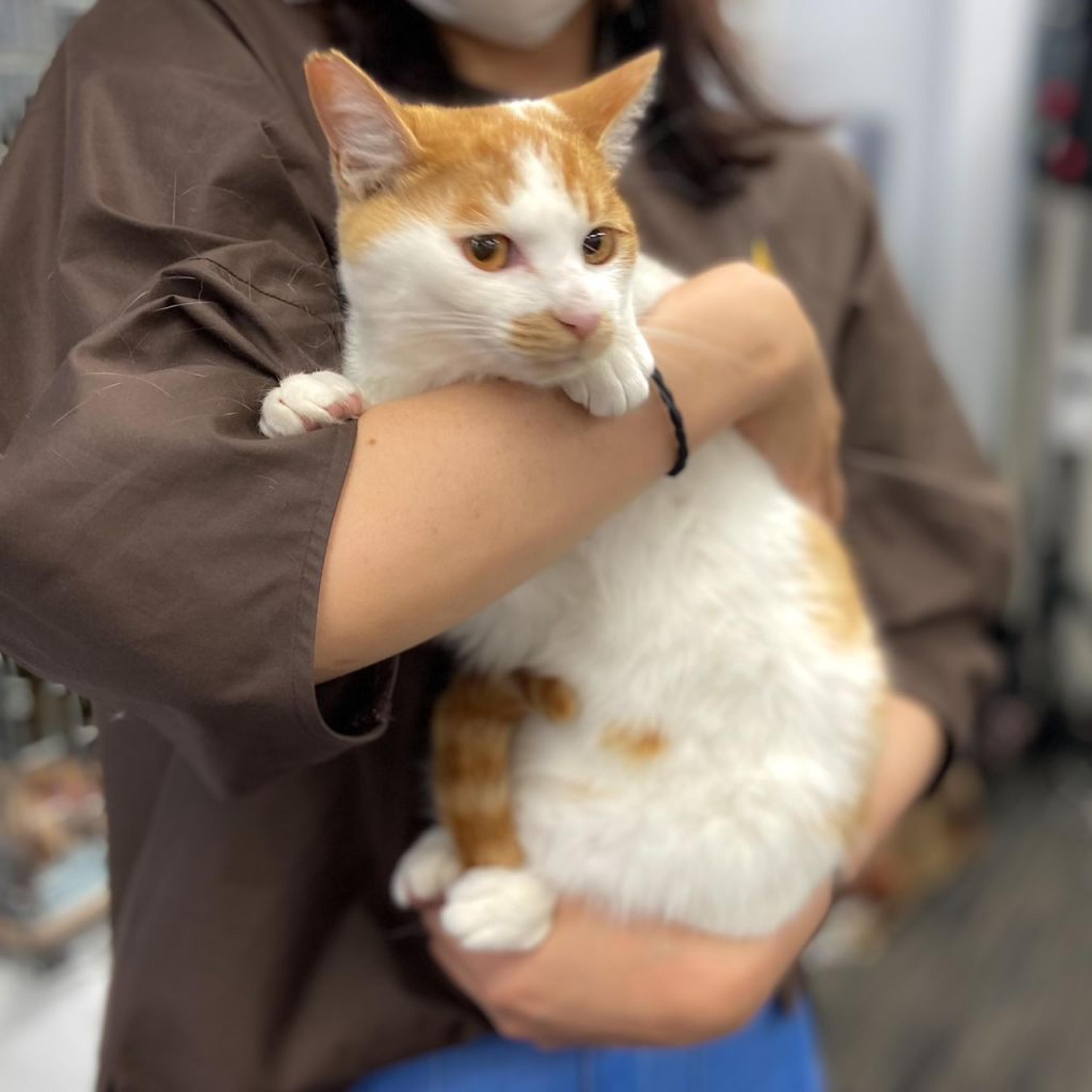 pet-image-4