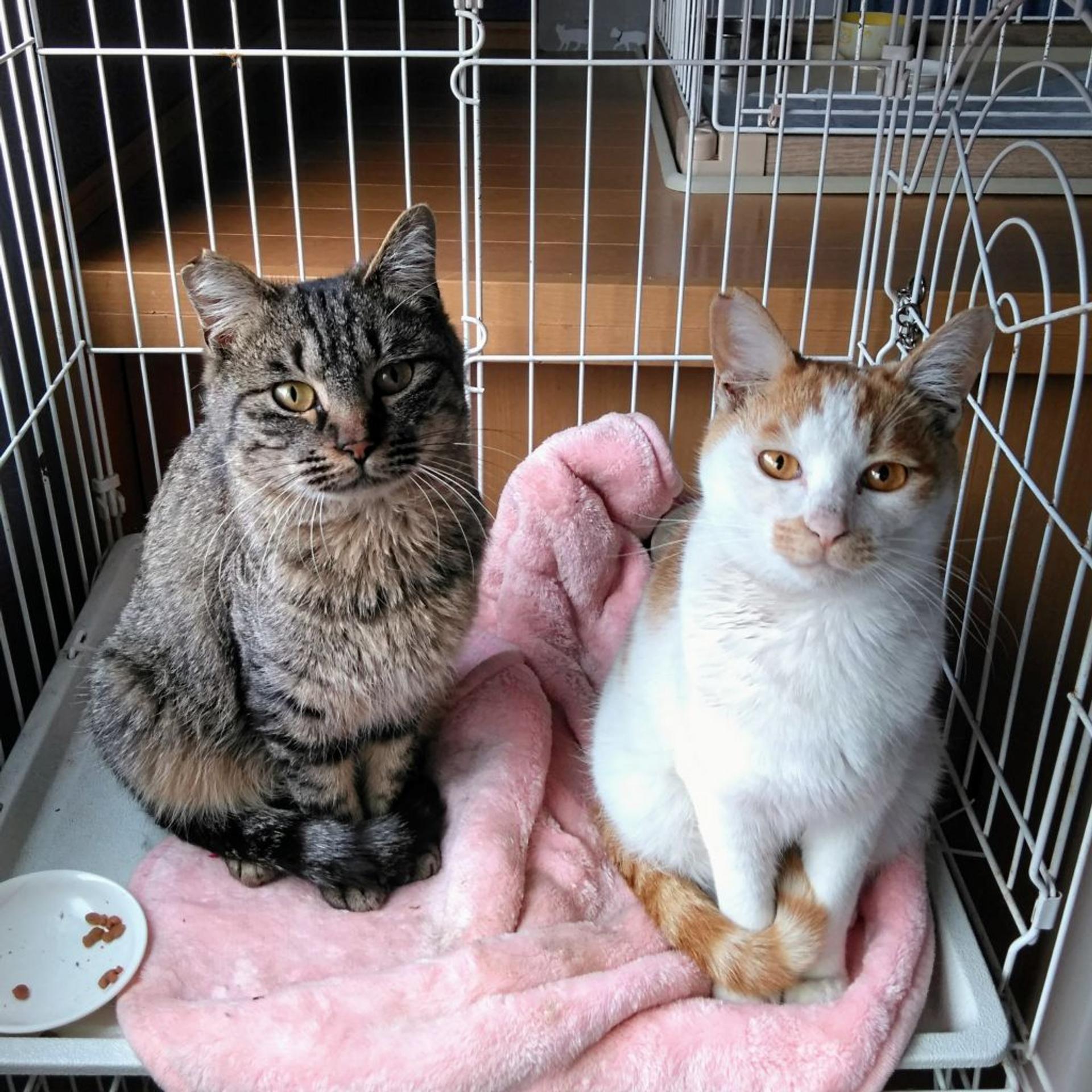 pet-image-5