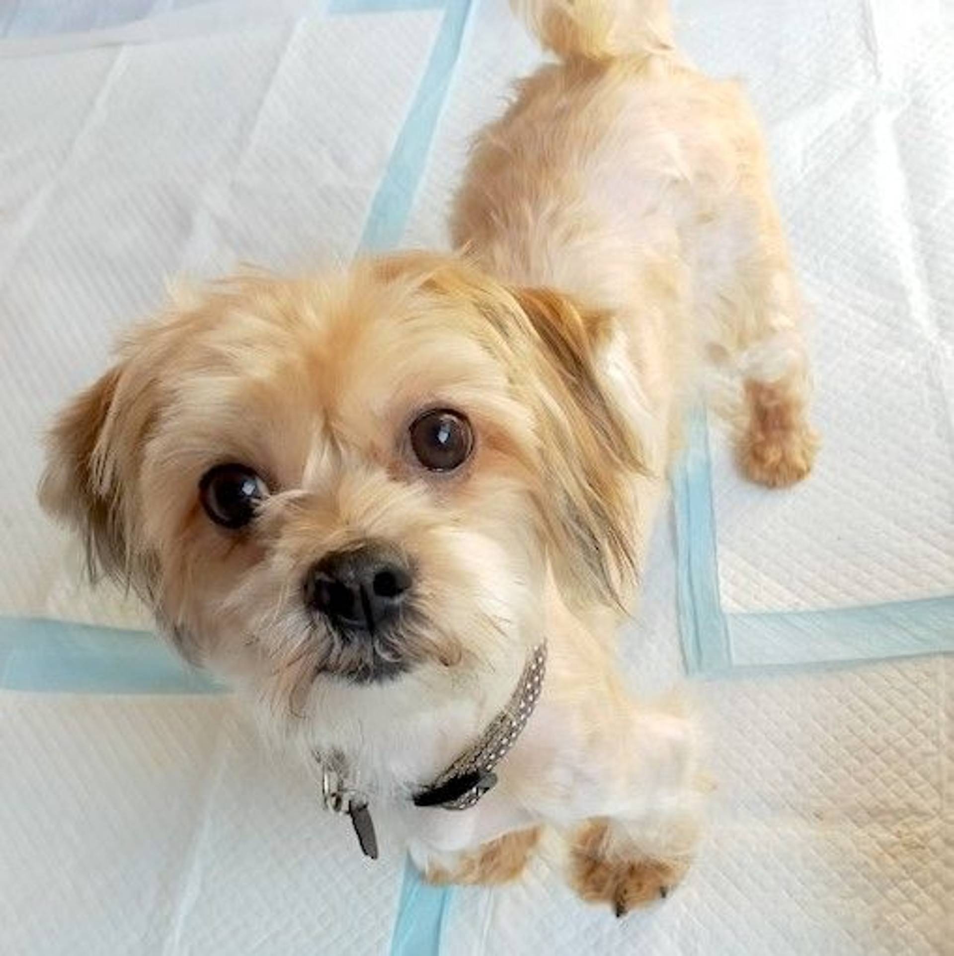 雑種（ミックス犬）・オスの里親募集の写真