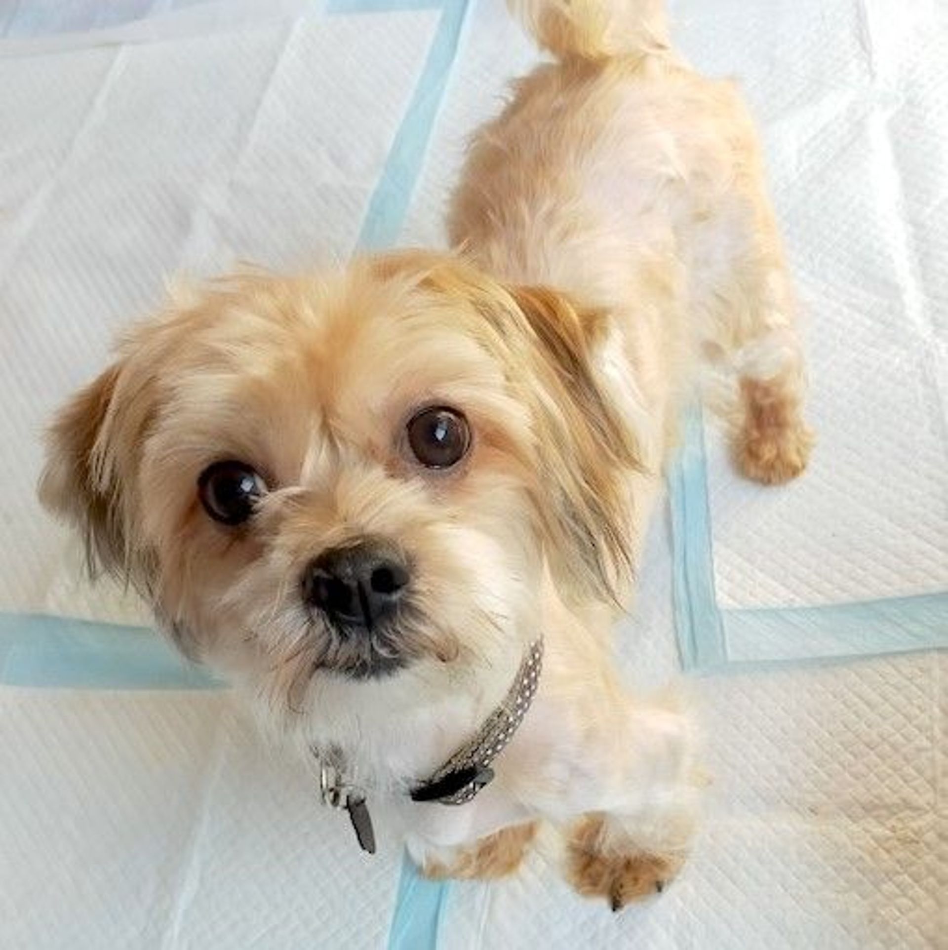 雑種（ミックス犬）・オスの里親募集の写真